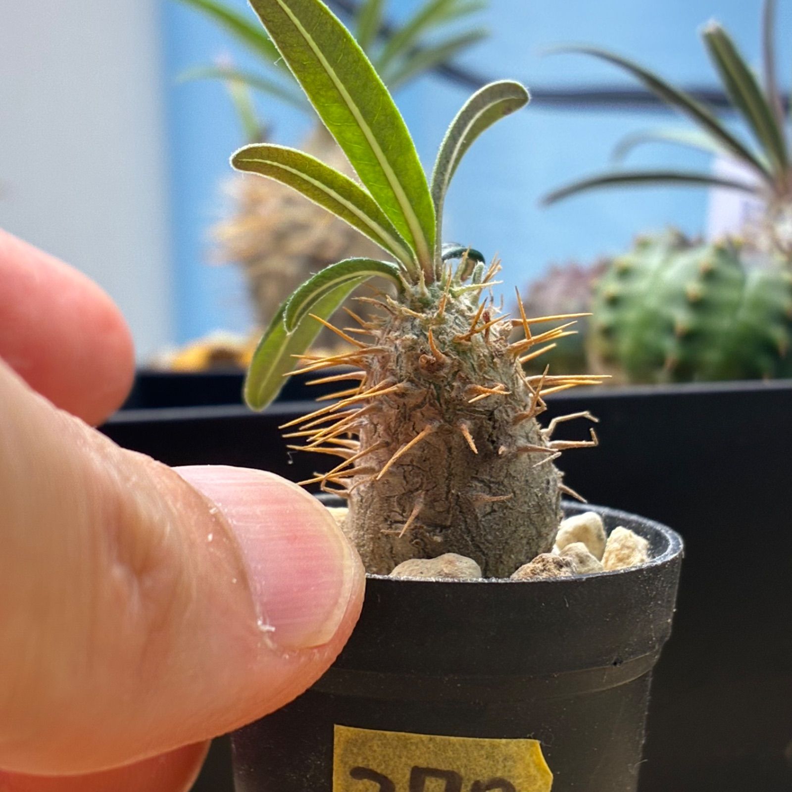パキポディウムグラキリス　塊根植物 幹 VALIEM鉢付き 発根済 奇人 グラキリス VAG-04 × VALIEM BOWL ［ グラキリス専用鉢 ］