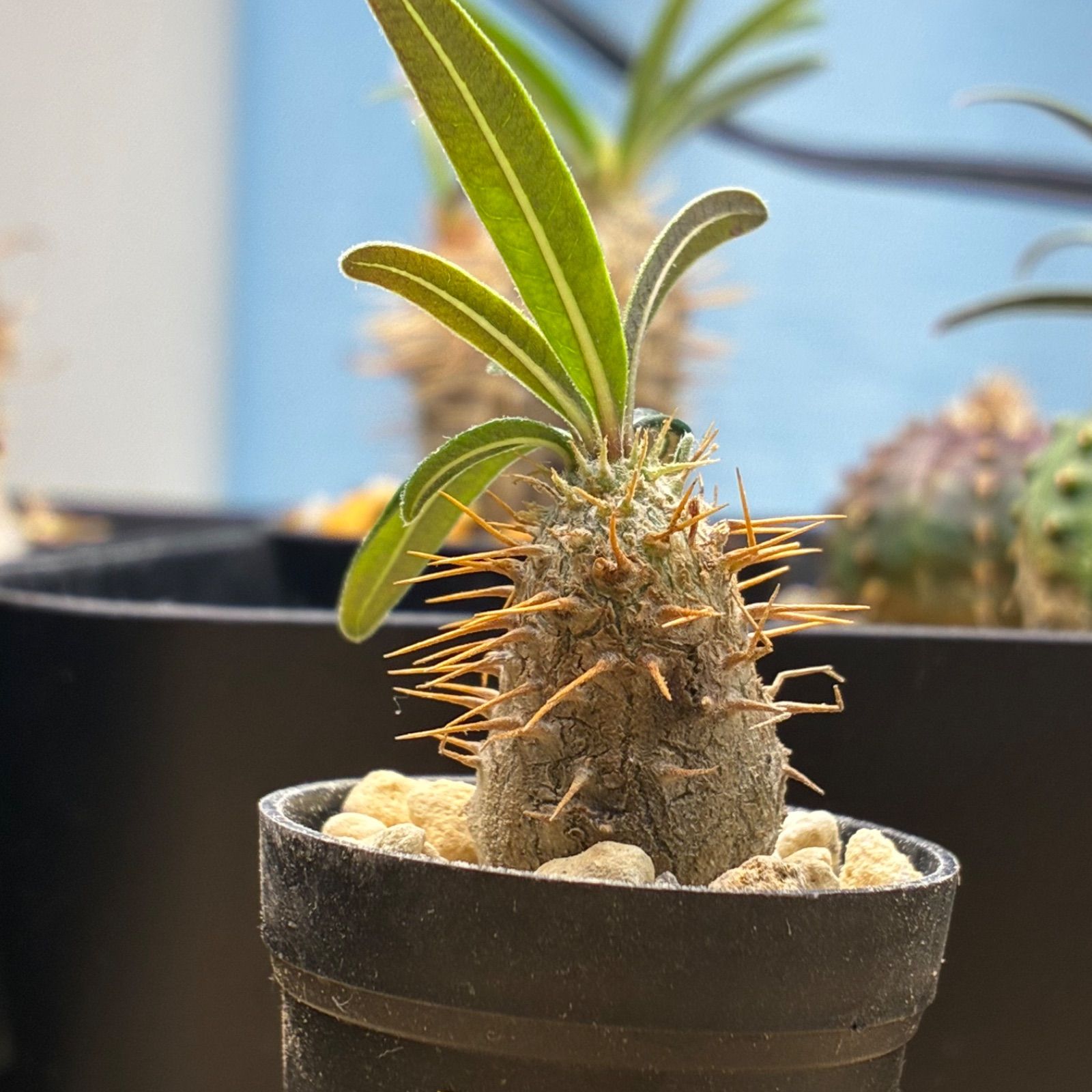 塊根植物】パキポディウム グラキリス 鉢ごと発送 送料無料 #270