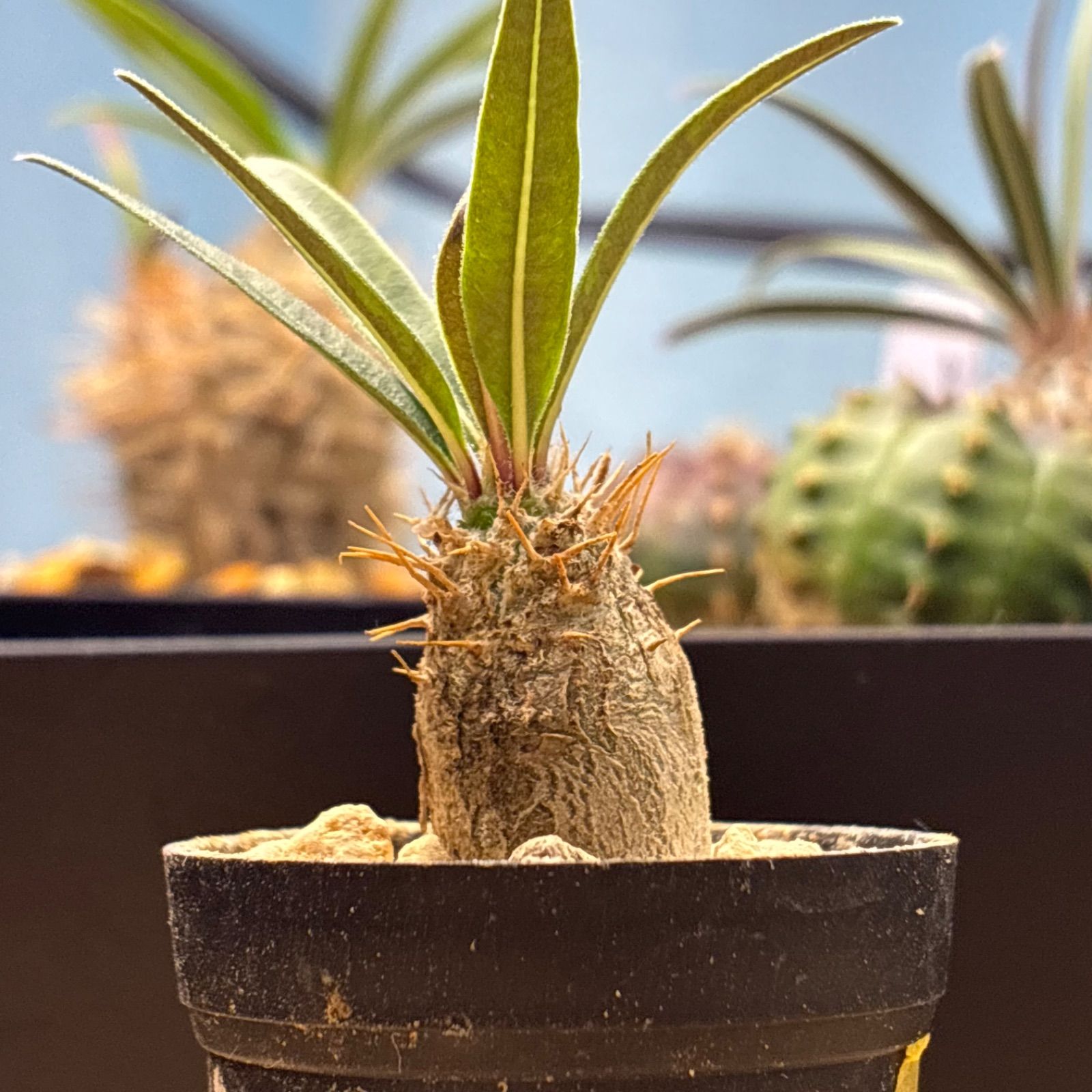 塊根植物】パキポディウム グラキリス 鉢ごと発送 送料無料 #271