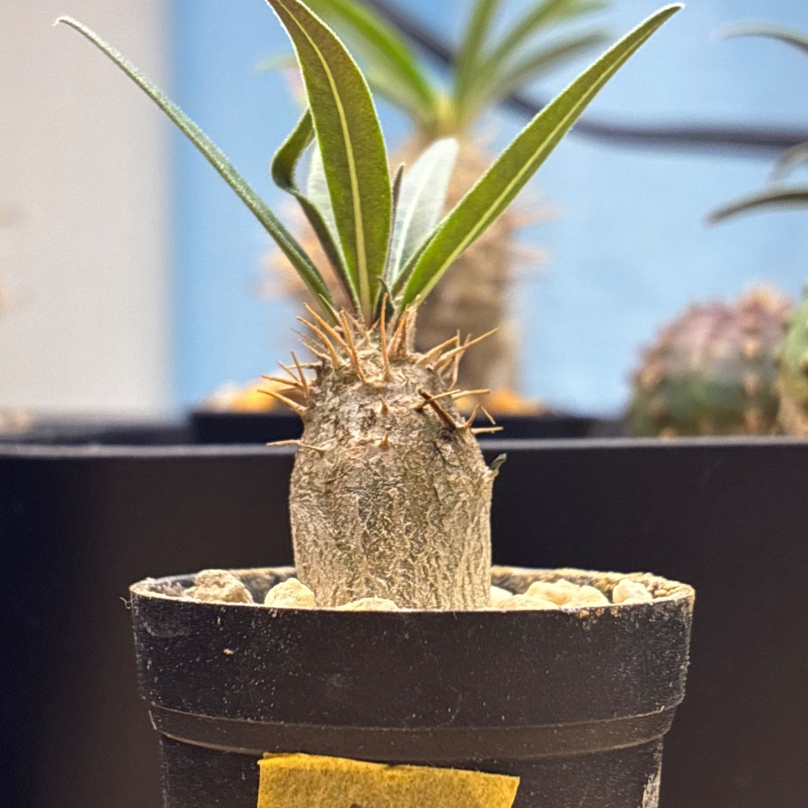 塊根植物】パキポディウム グラキリス 鉢ごと発送 送料無料 #271