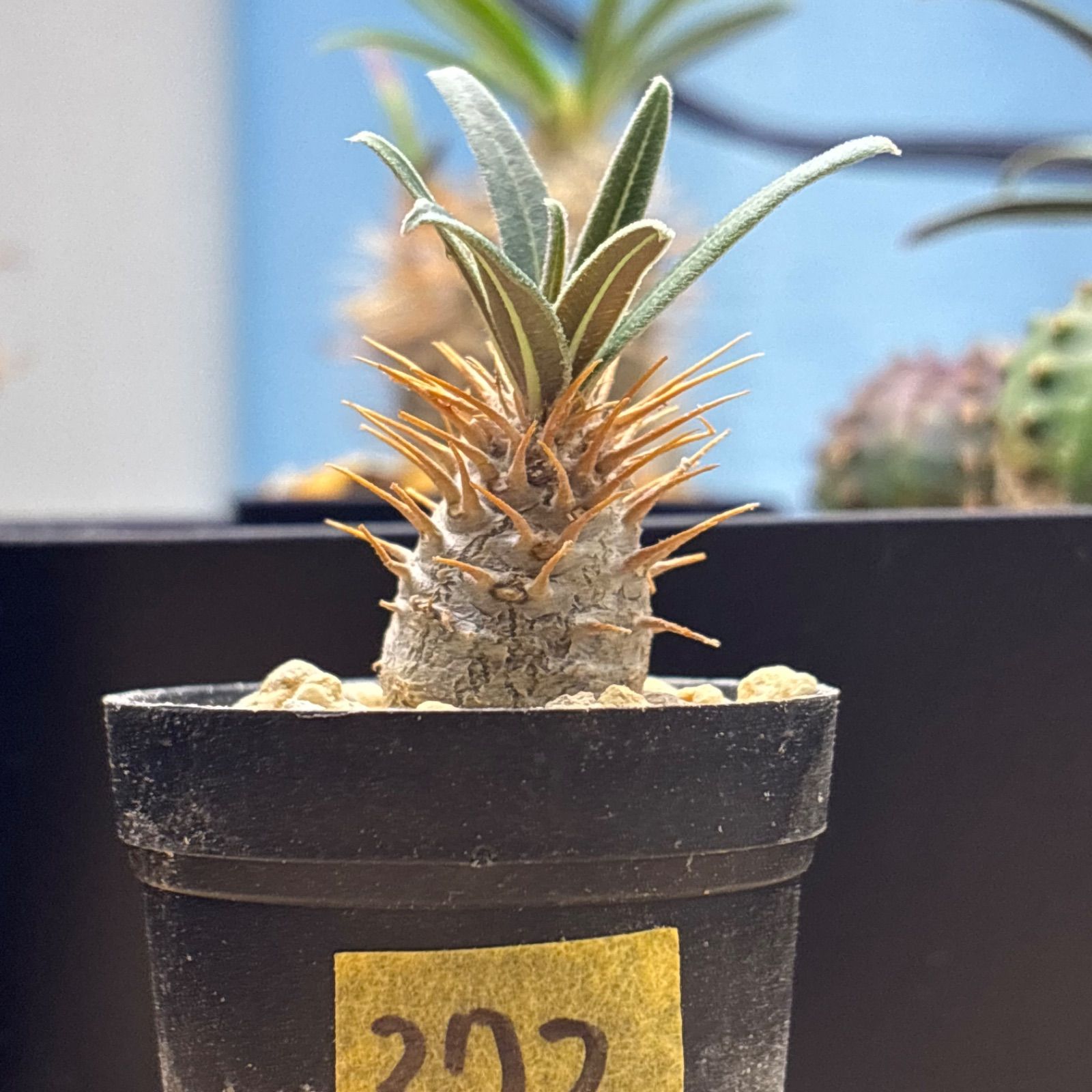 塊根植物】パキポディウム グラキリス 鉢ごと発送 送料無料 #272