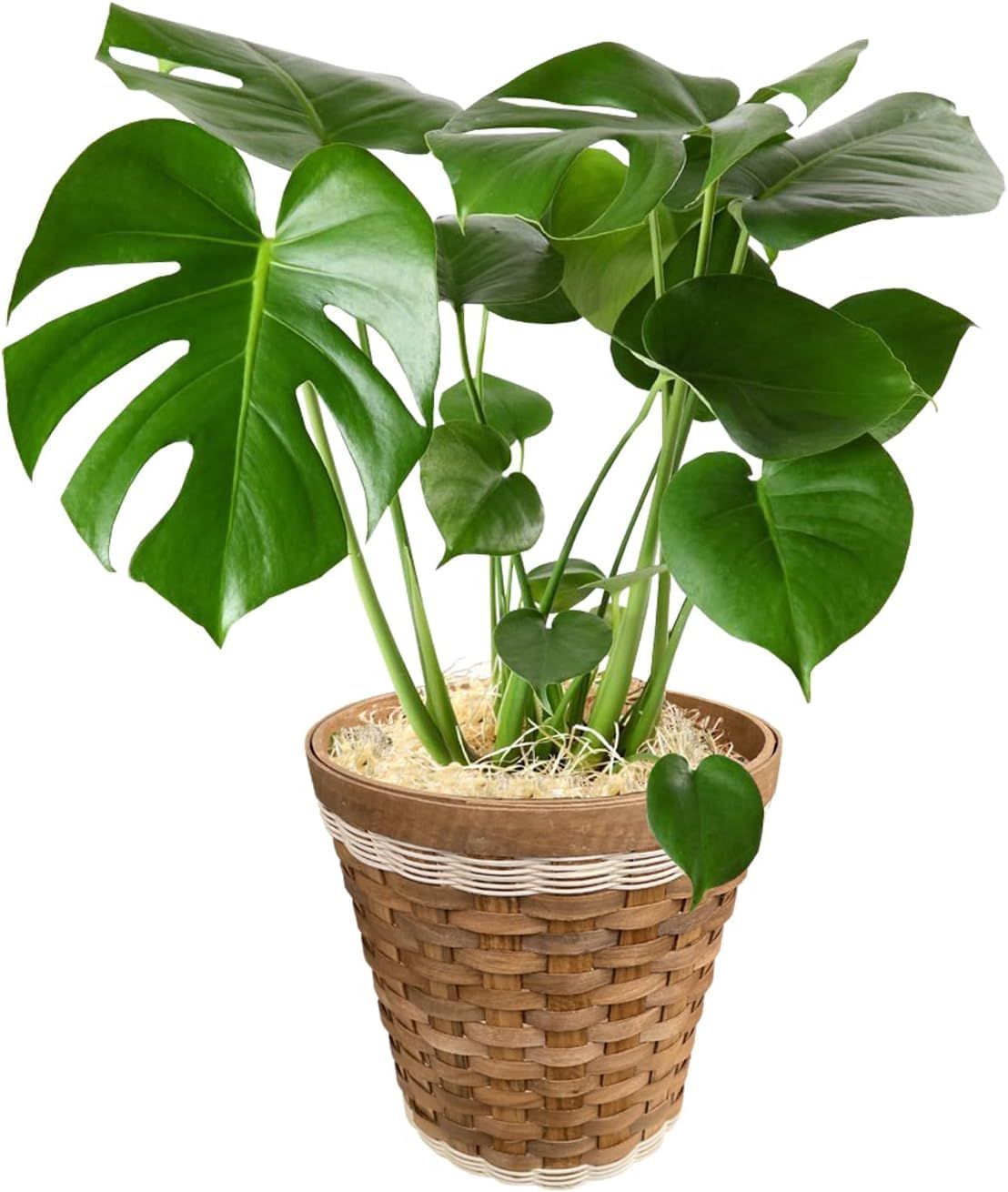 花のギフト社 モンステラ 鉢植え もんすてら 観葉 植物 6号 観葉植物 室内用 本物 おしゃれp