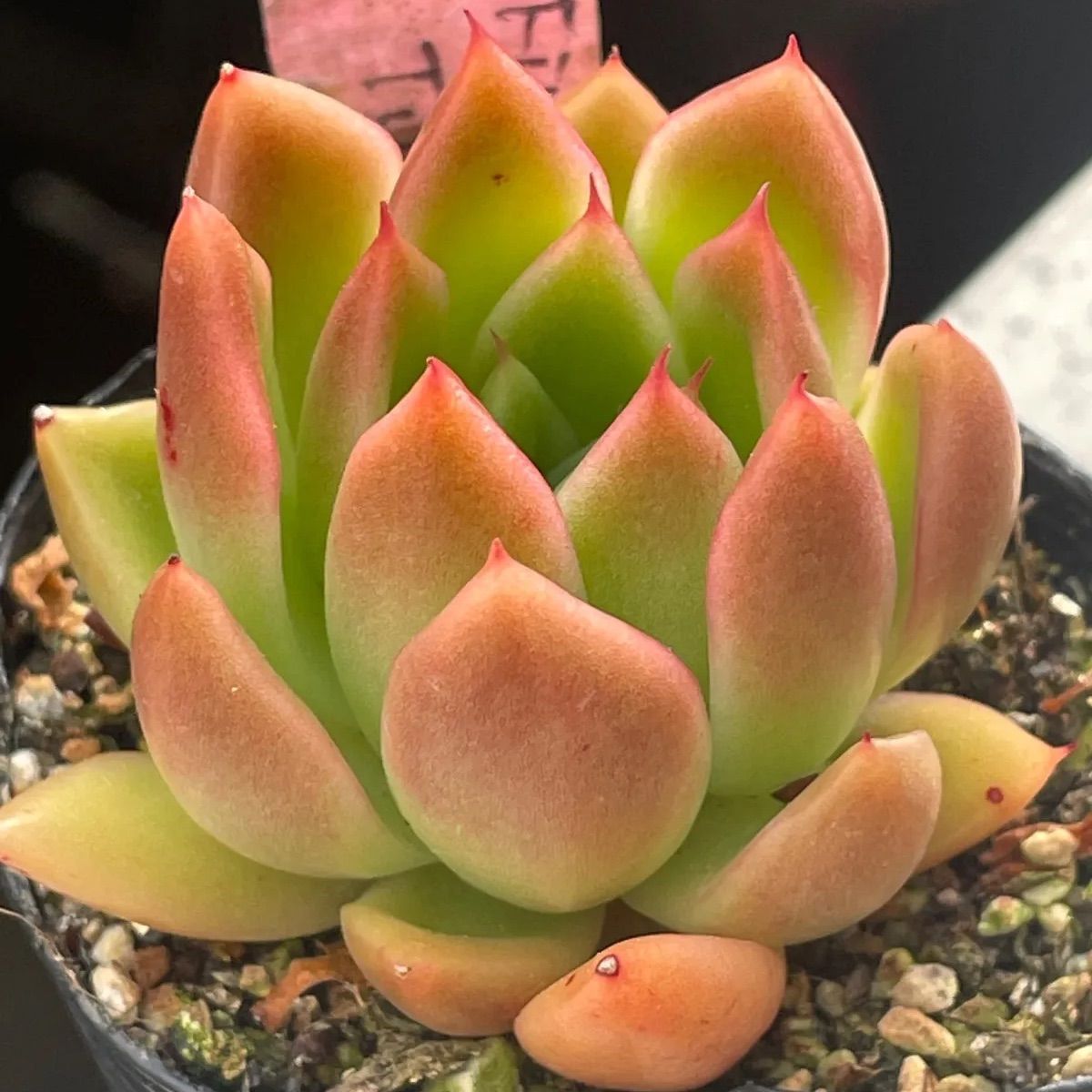 多肉植物♡Fire Tips❤︎抜き苗(根付き) - メルカリ