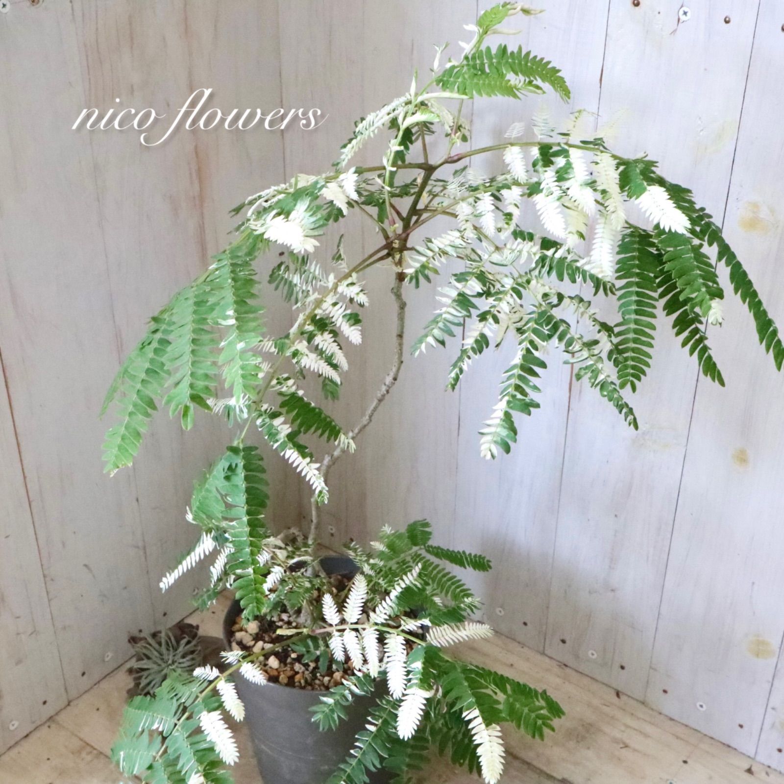 希少♡斑入り♡エバーフレッシュ♡ネムの木♡観葉植物♡インテリア