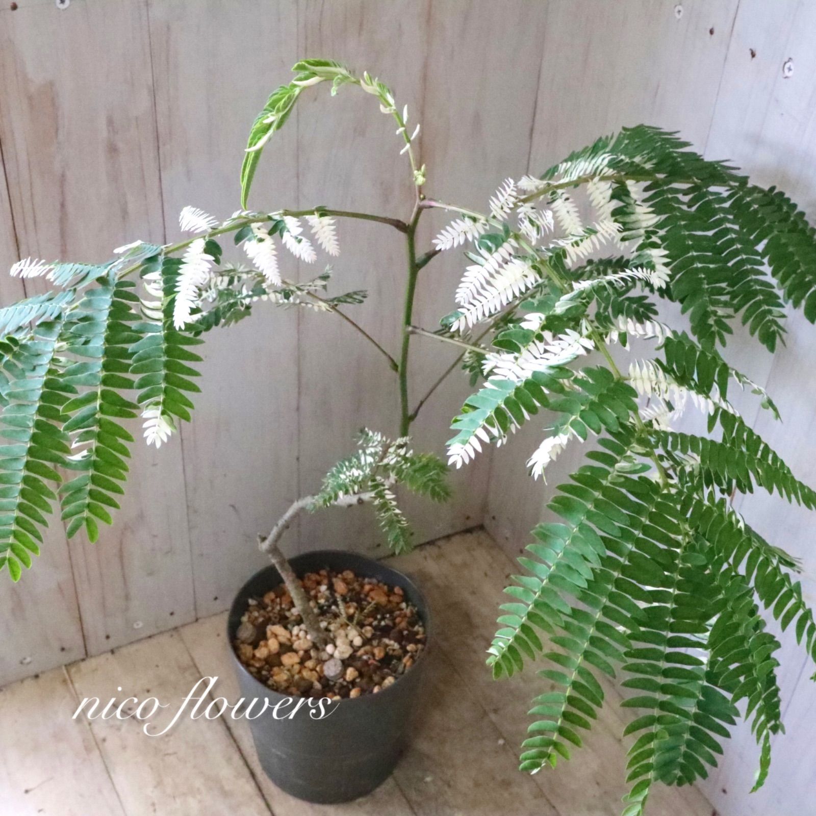 希少♡斑入り♡エバーフレッシュ♡ネムの木♡観葉植物♡インテリア