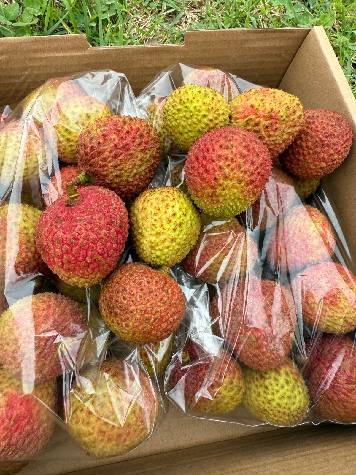 新鮮生ライチ 2kg クール便発送＊初夏ギフト - メルカリ