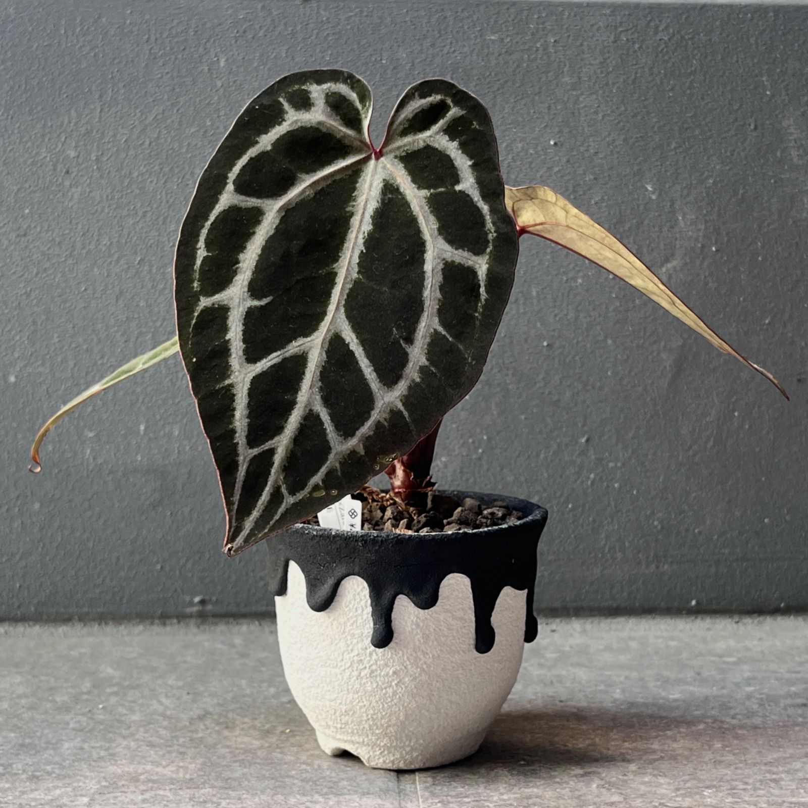 希少/選抜株】Anthurium 'Michelle' × 'Zara'/アンスリウムミシェル