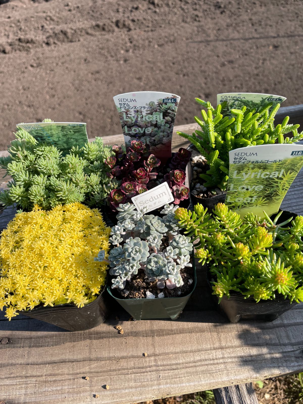 多肉植物 耐寒性セダム5ポット＋若緑セット - メルカリ