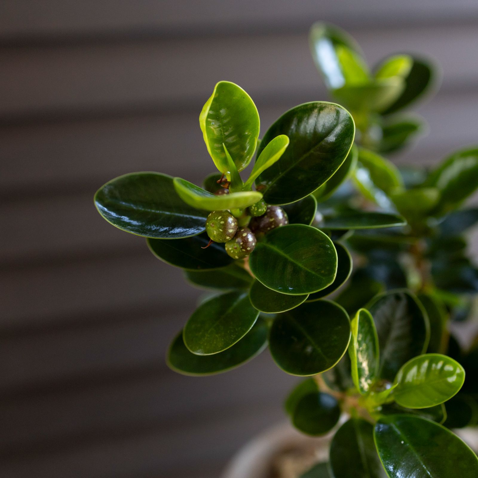 パンダガジュマル 5号 陶器鉢 ピック付 観葉植物 ガジュマルの木 多幸