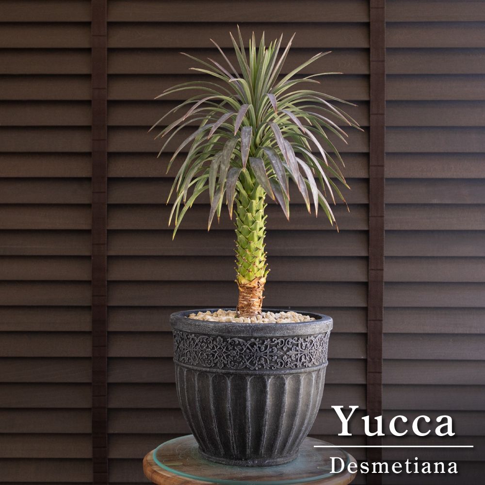 ユッカ デスメティアーナ Yucca Desmetiana 7号 陶器鉢 0516NV