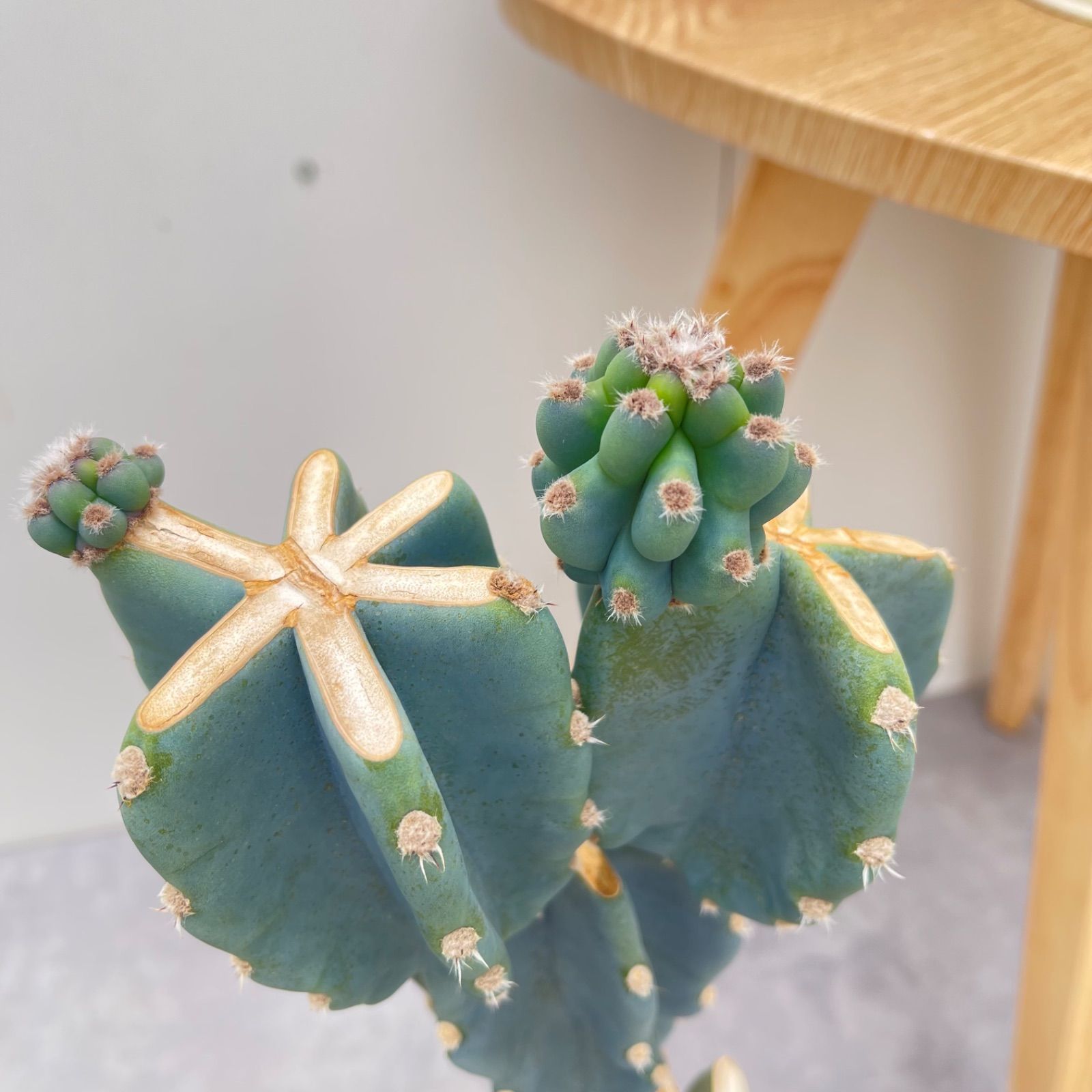 柱サボテン ブランチ 7【現品】観葉植物 室内 ドライガーデン 大型
