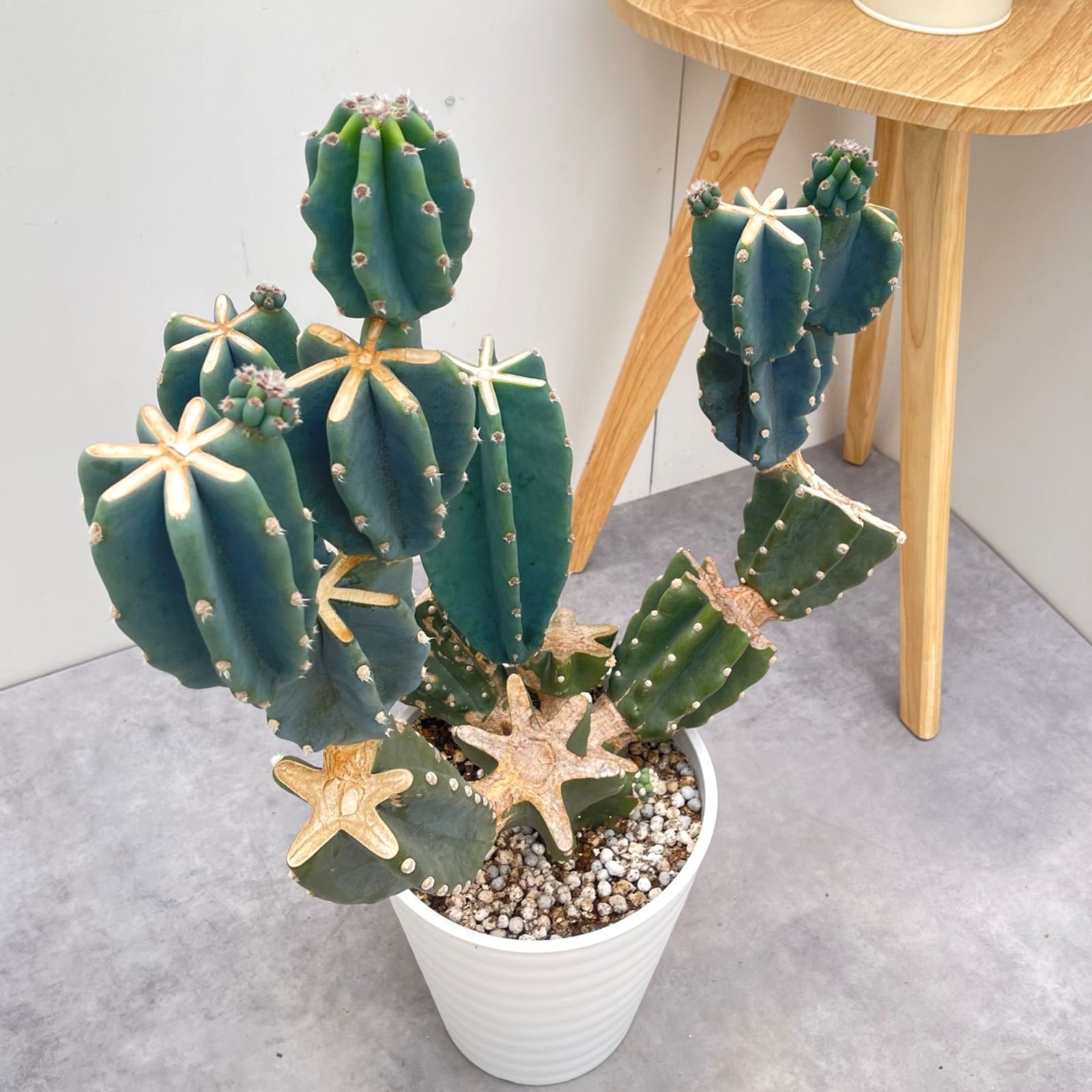 柱サボテン ブランチ 7【現品】観葉植物 室内 ドライガーデン 大型