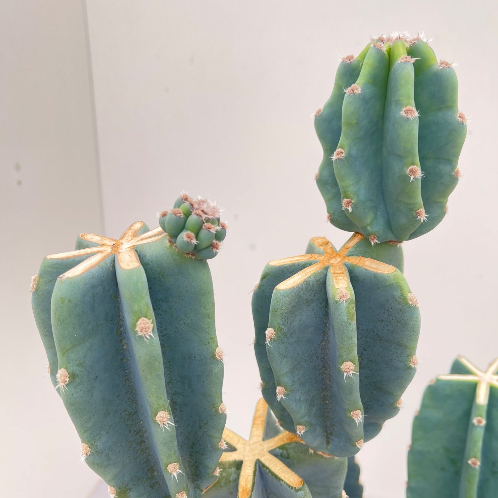 柱サボテン ブランチ 7【現品】観葉植物 室内 ドライガーデン 大型