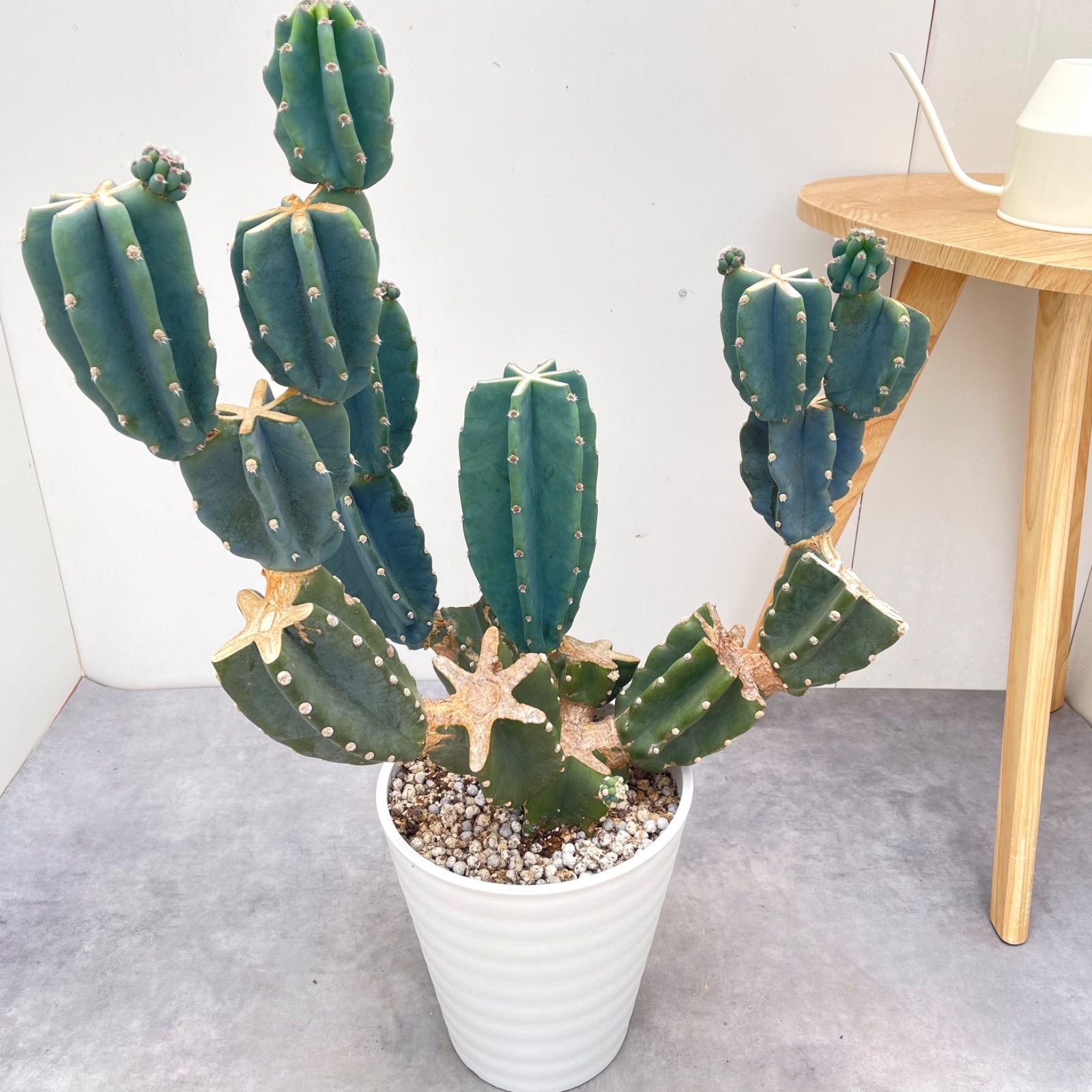 柱サボテン ブランチ 7【現品】観葉植物 室内 ドライガーデン 大型