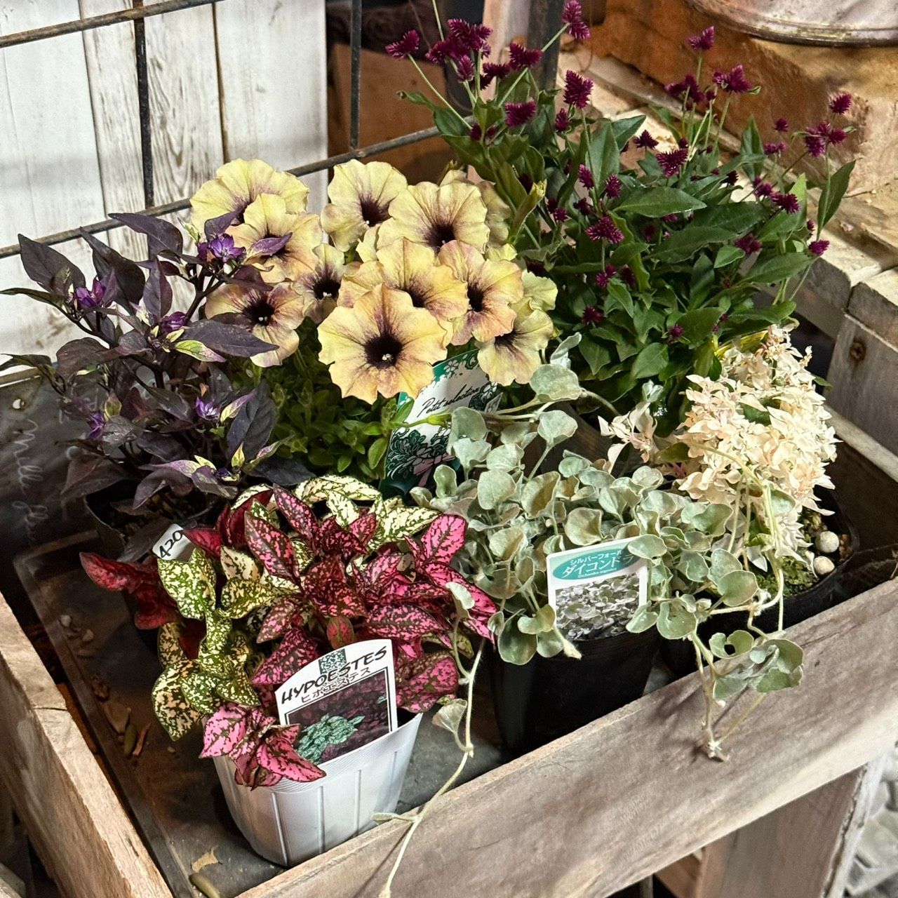 アンティークペチュニア寄せ植え※寄せ植えセット 花苗 花 ガーデニング