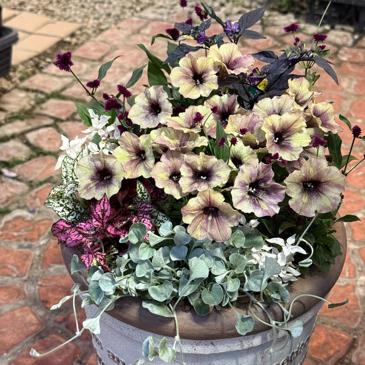 アンティークペチュニア寄せ植え※寄せ植えセット 花苗 花 ガーデニング
