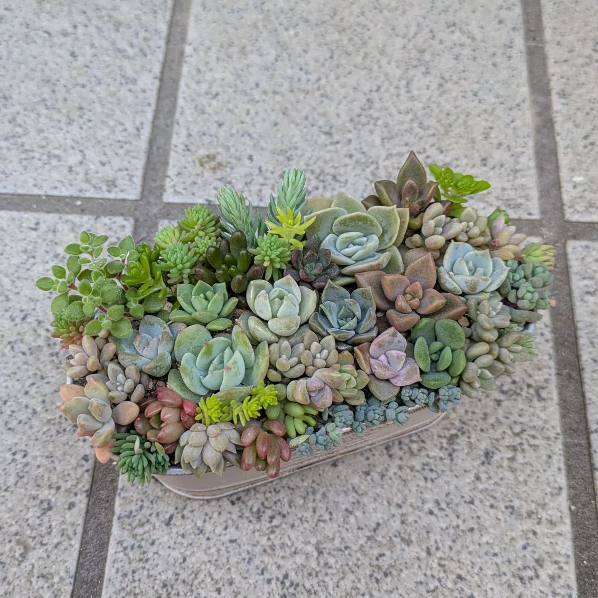 多肉植物 カット苗 梅雨前☆寄せ植えセット☆13×8 - メルカリ