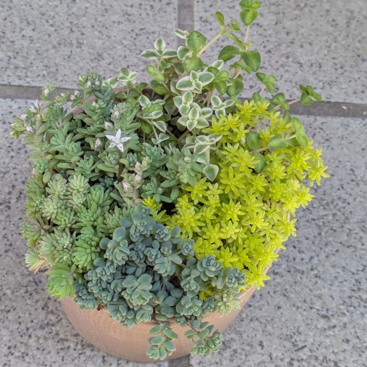 多肉植物　セダム5鉢6種　抜き苗 多肉植物 セダム 抜き苗セット - メルカリ