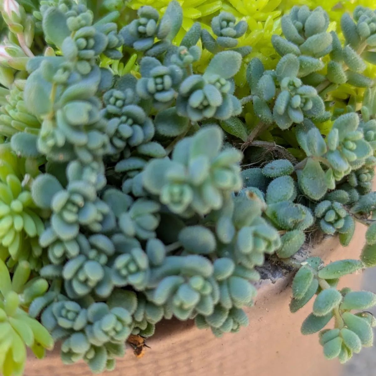 多肉植物 抜き苗 セダム寄せ植えセット 9センチ - メルカリ