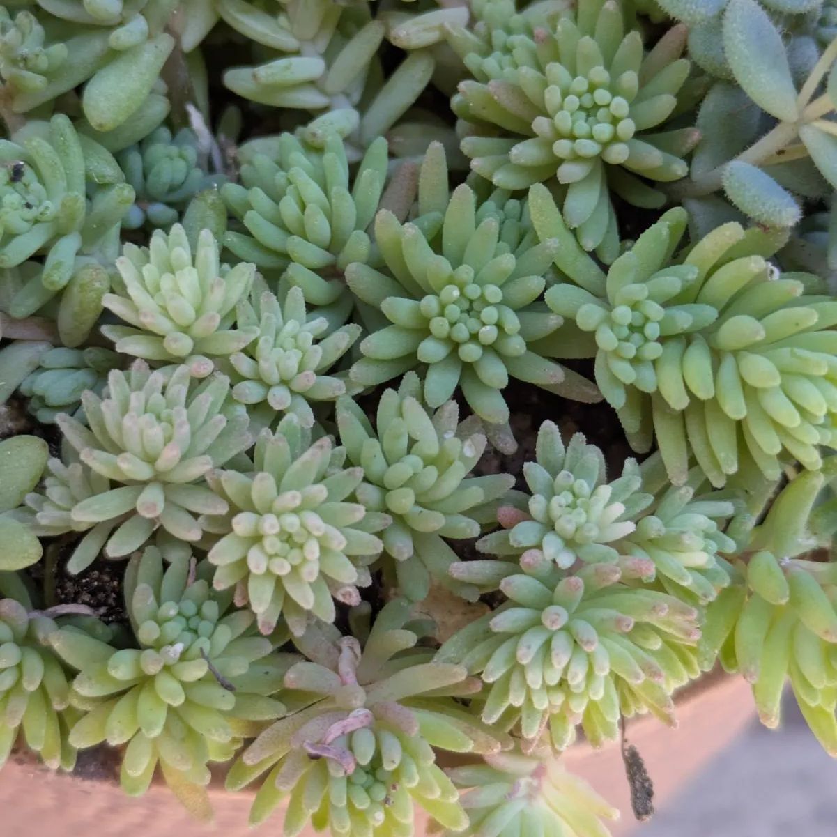 多肉植物 抜き苗 セダム寄せ植えセット 9センチ - メルカリ