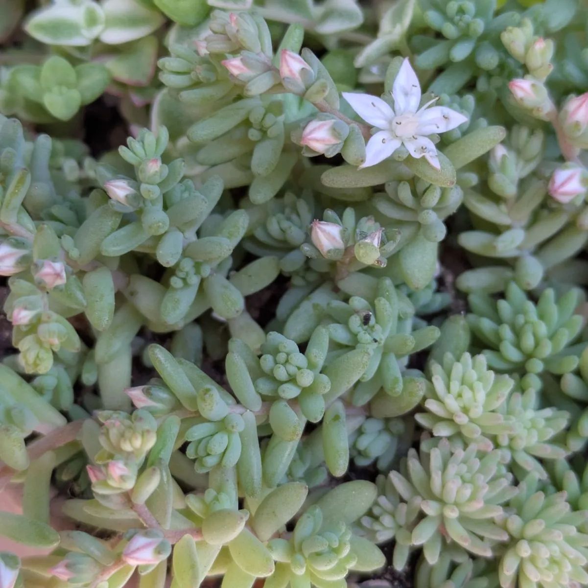 多肉植物 抜き苗 セダム寄せ植えセット 9センチ - メルカリ