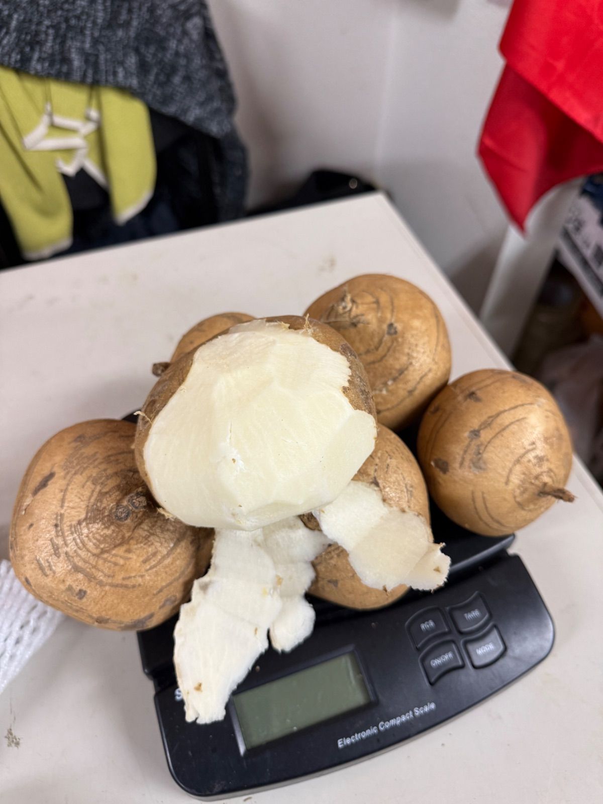 ベトナム産ヒカマ　Củ đậu - 約10kg(個数は入荷時による)送料込