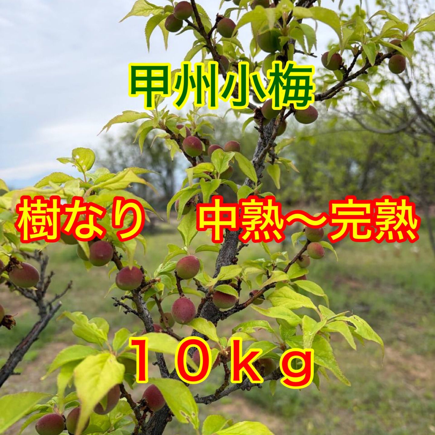 山梨県甲斐市産　甲州小梅 樹成り中熟～完熟 10kg（送料込）
