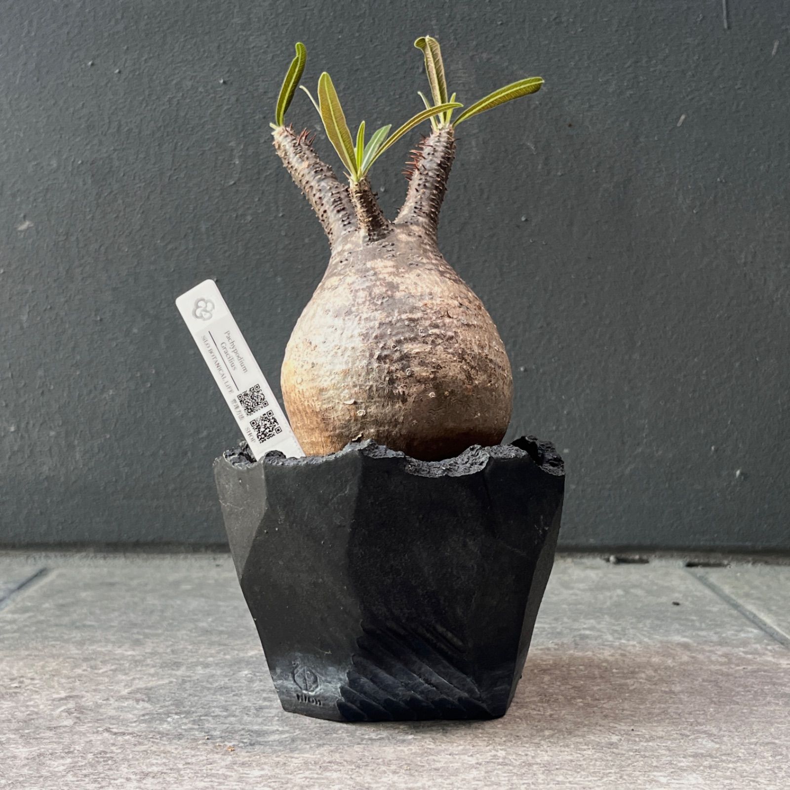 【厳選株】Pachypodium rosulatum var. gracilius / パキポディウム・グラキリス発根株