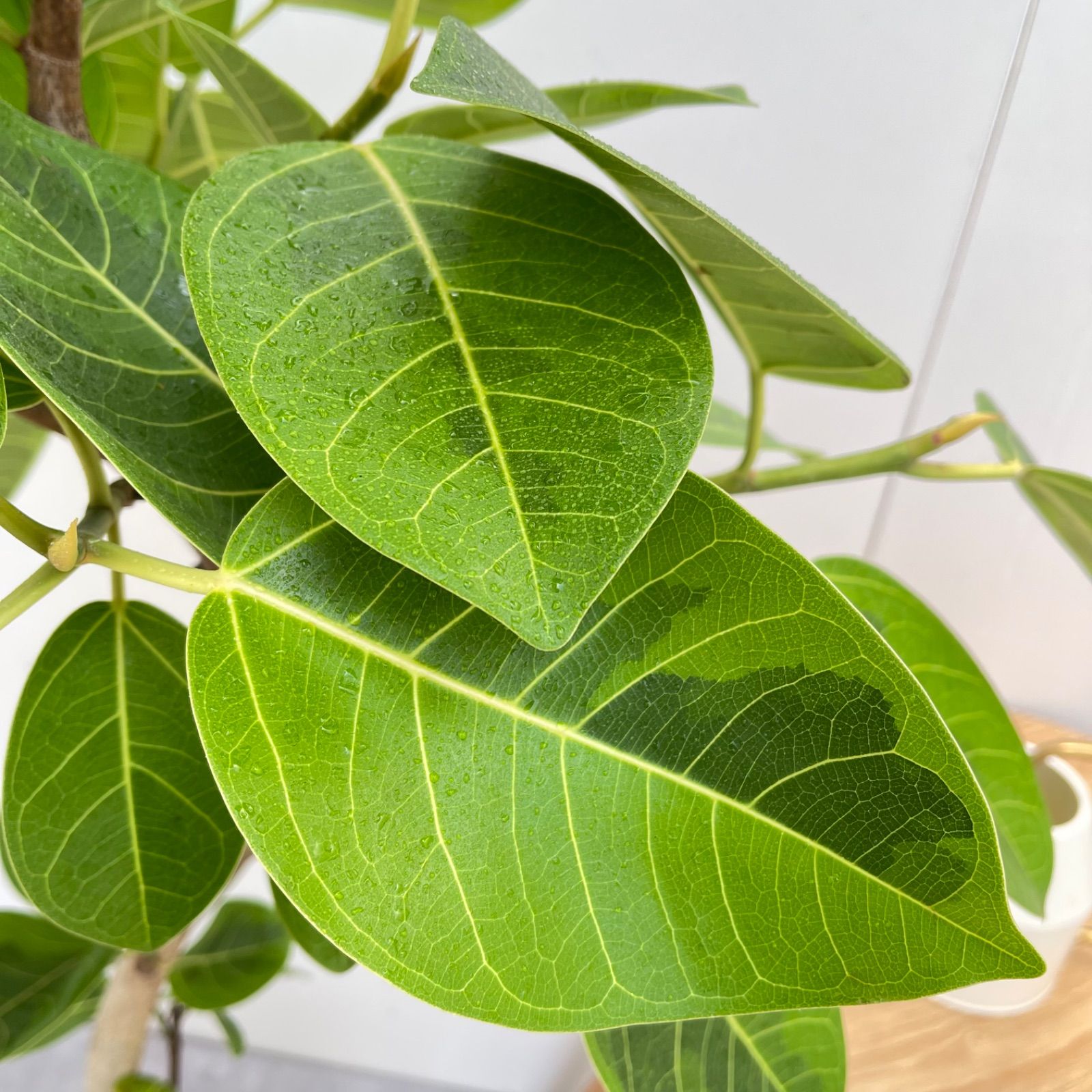 フィカス アルテシマ 曲がり 8【現品】観葉植物 室内 大型 - メルカリ