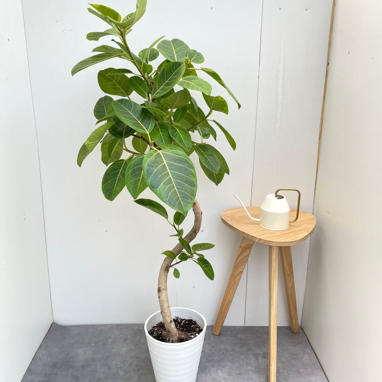 フィカス アルテシマ 曲がり 8【現品】観葉植物 室内 大型 - メルカリ