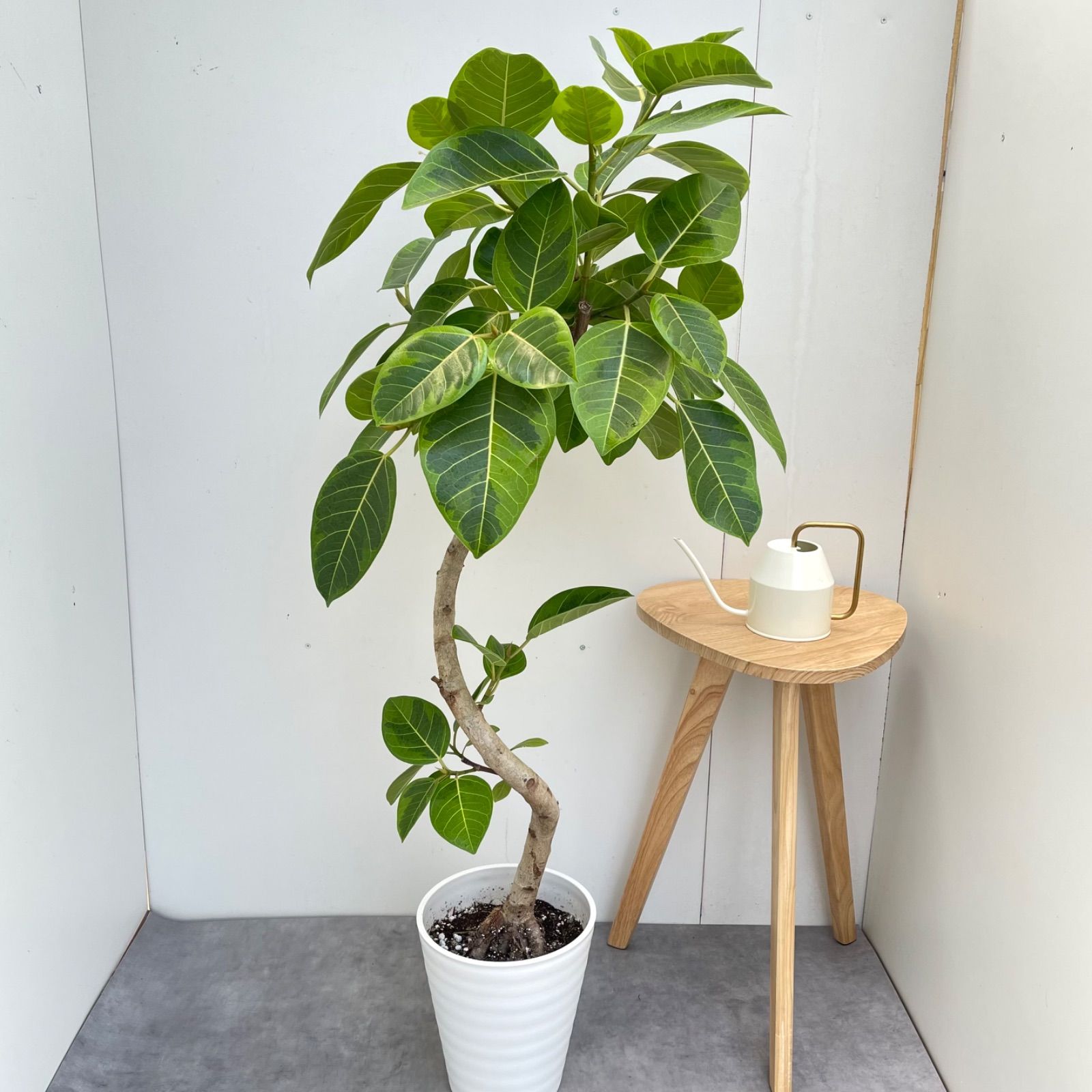 フィカス アルテシマ 曲がり 8【現品】観葉植物 室内 大型 - メルカリ