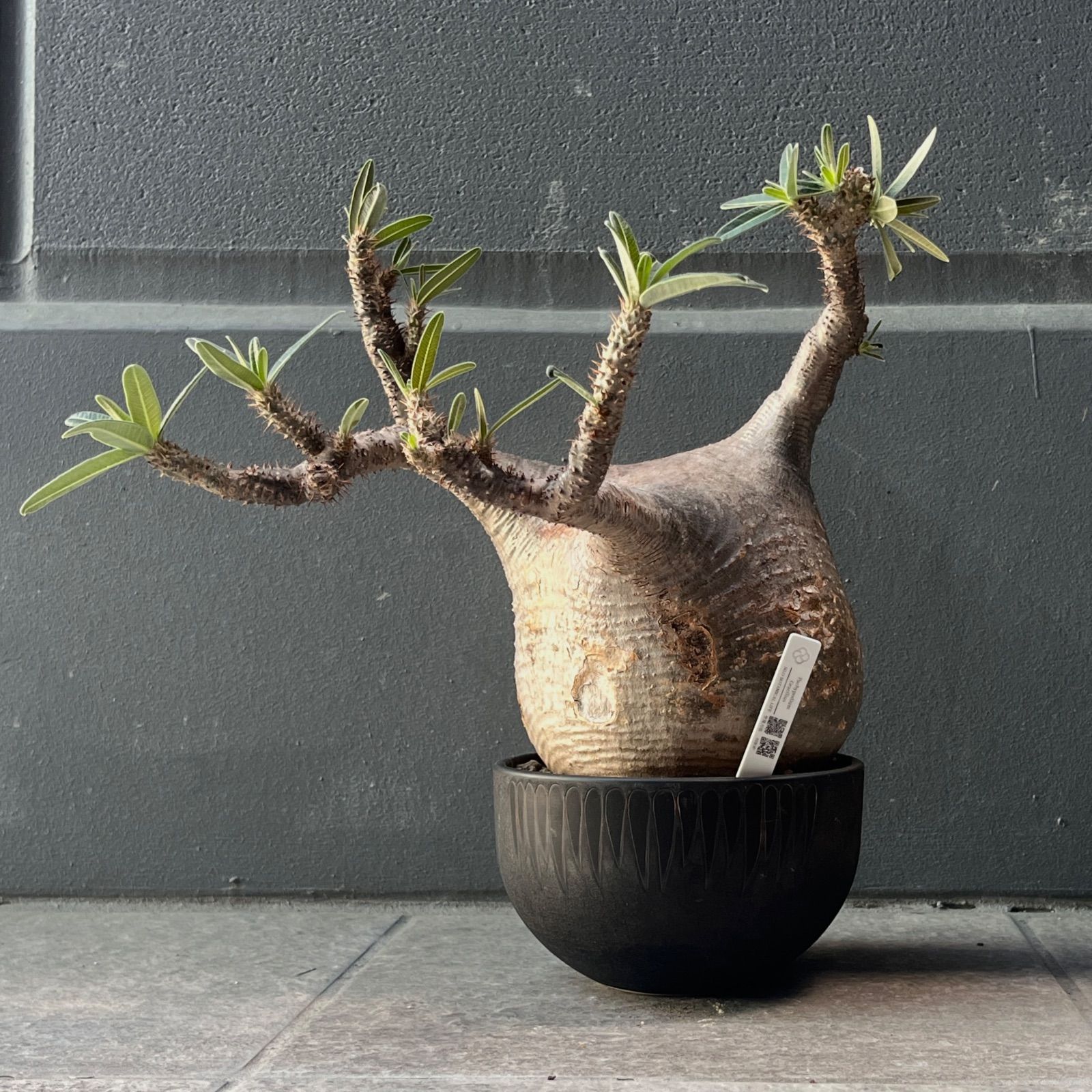 【厳選大株】Pachypodium rosulatum var. gracilius / パキポディウム・グラキリス発根株