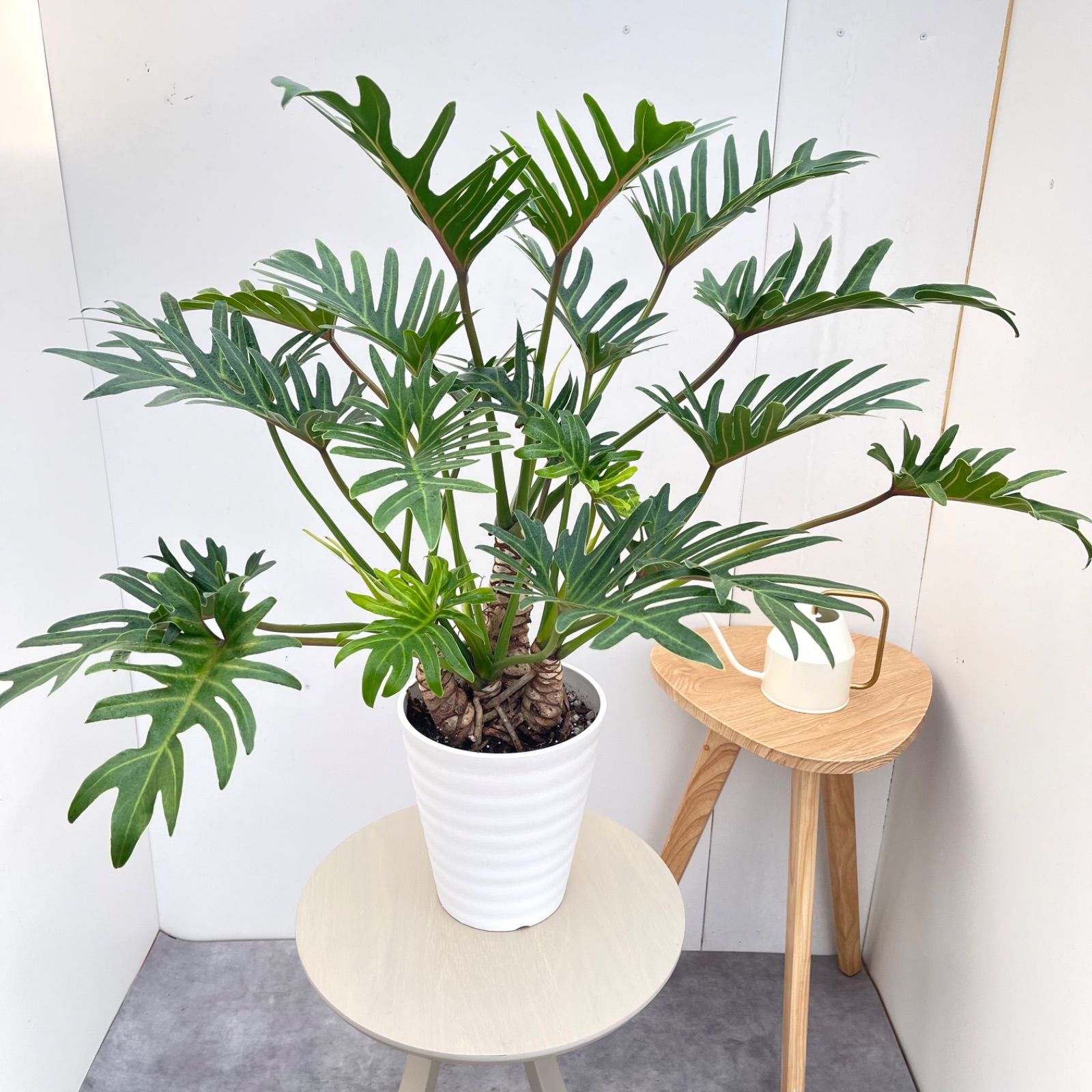 フィロデンドロン　ジャイアントザナドゥ　幹上がり　17【現品】観葉植物　室内　7号