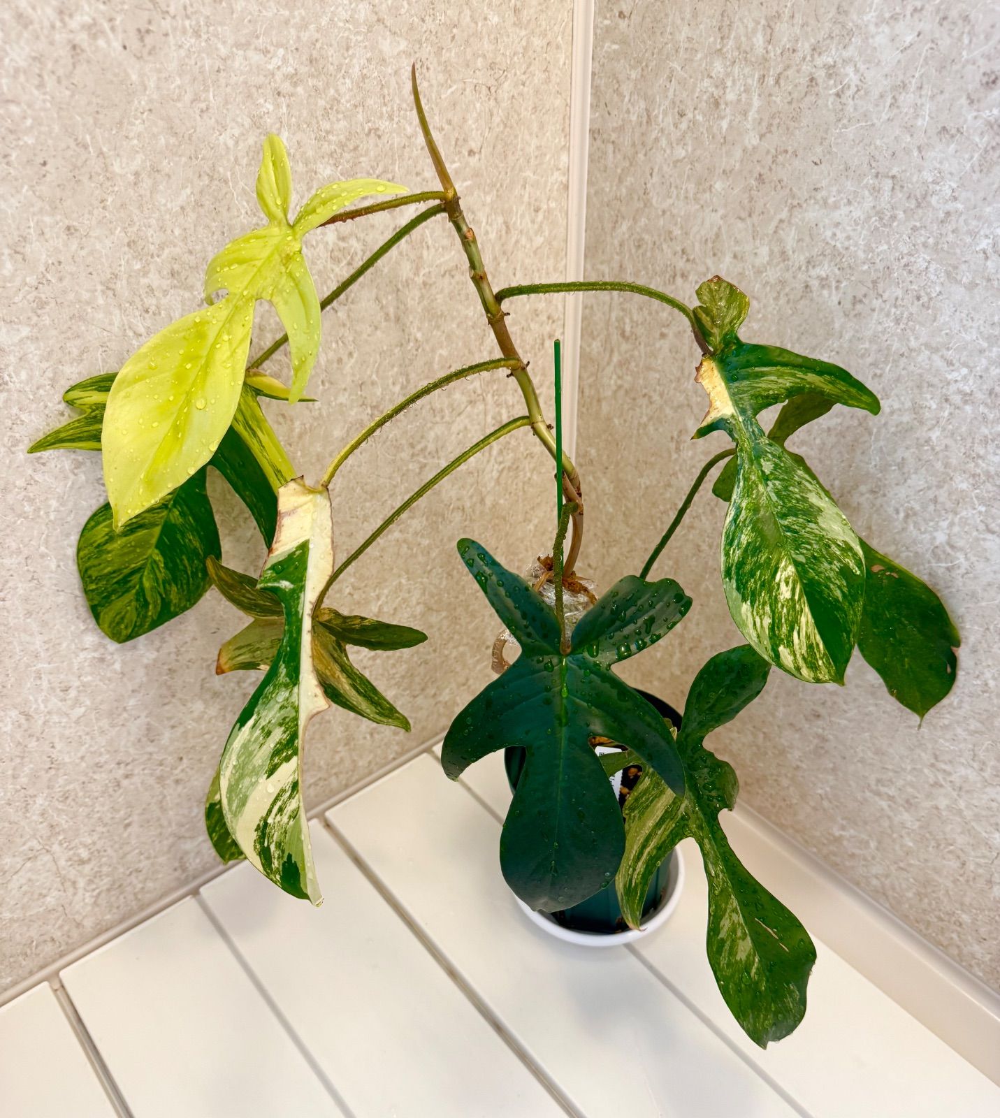 フィロデンドロン フロリダビューティー 樹高50cm