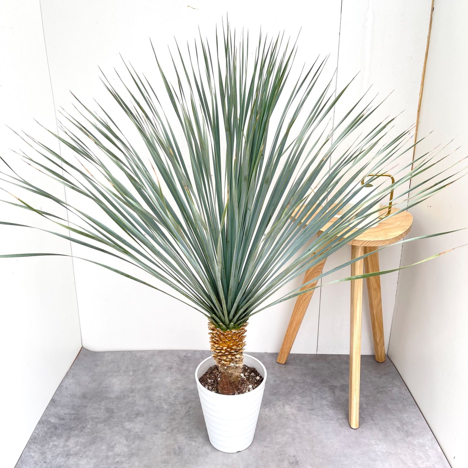 ユッカ ロストラータ ランチョンブルー 1【現品】観葉植物 ドライ