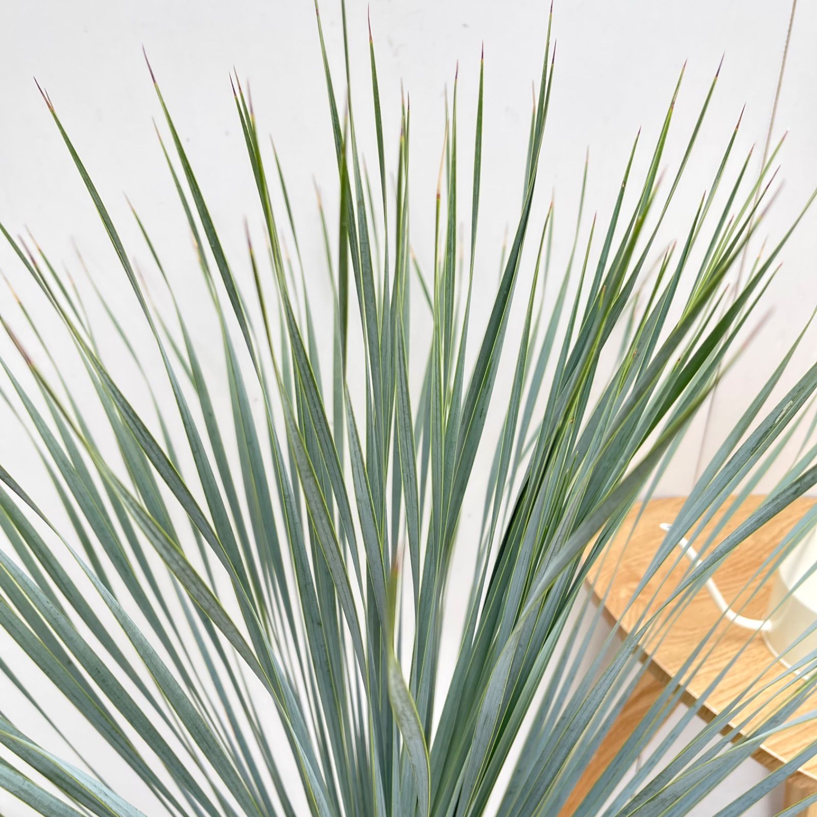 ユッカ ロストラータ ランチョンブルー 1【現品】観葉植物 ドライ