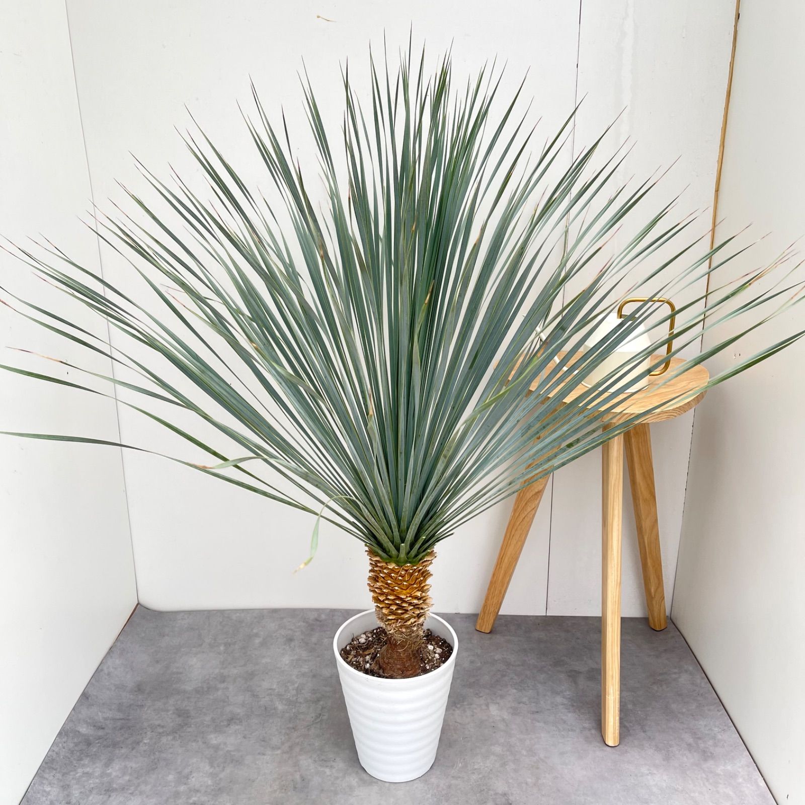 ユッカ ロストラータ ランチョンブルー 1【現品】観葉植物 ドライ