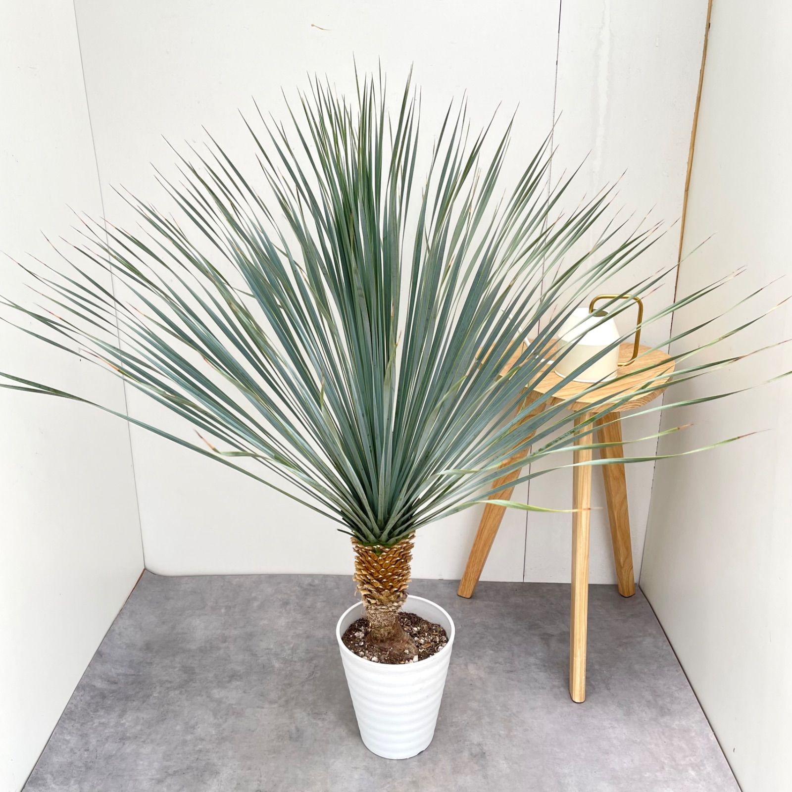 ユッカ ロストラータ ランチョンブルー 1【現品】観葉植物 ドライ