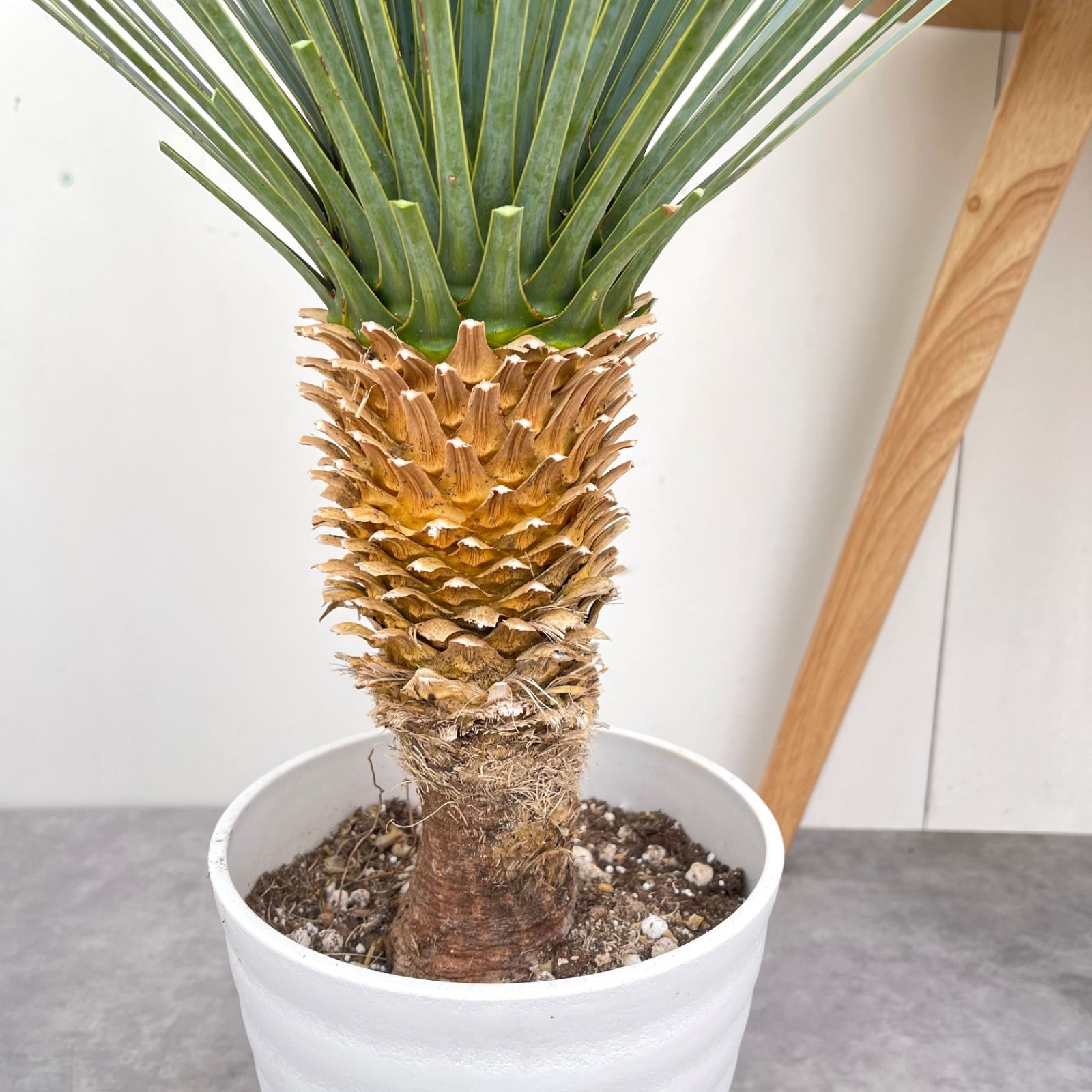 ユッカ ロストラータ ランチョンブルー 1【現品】観葉植物 ドライ