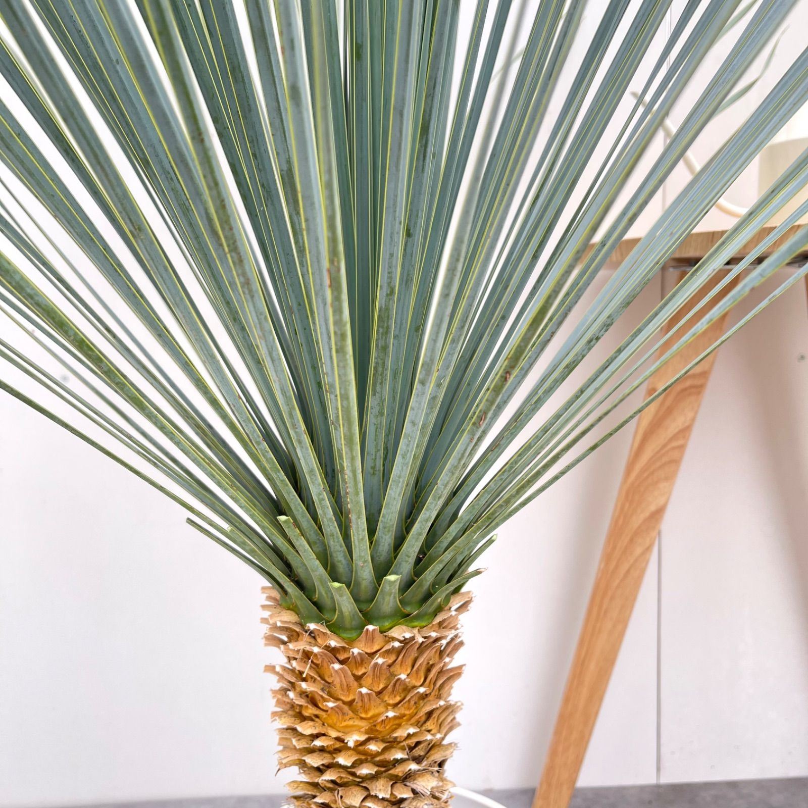 ユッカ ロストラータ ランチョンブルー 1【現品】観葉植物 ドライ