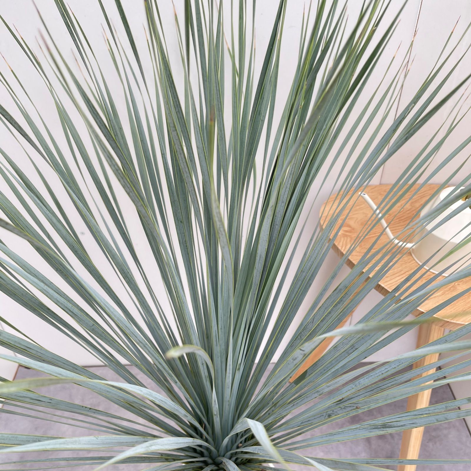 ユッカ ロストラータ ランチョンブルー 1【現品】観葉植物 ドライ
