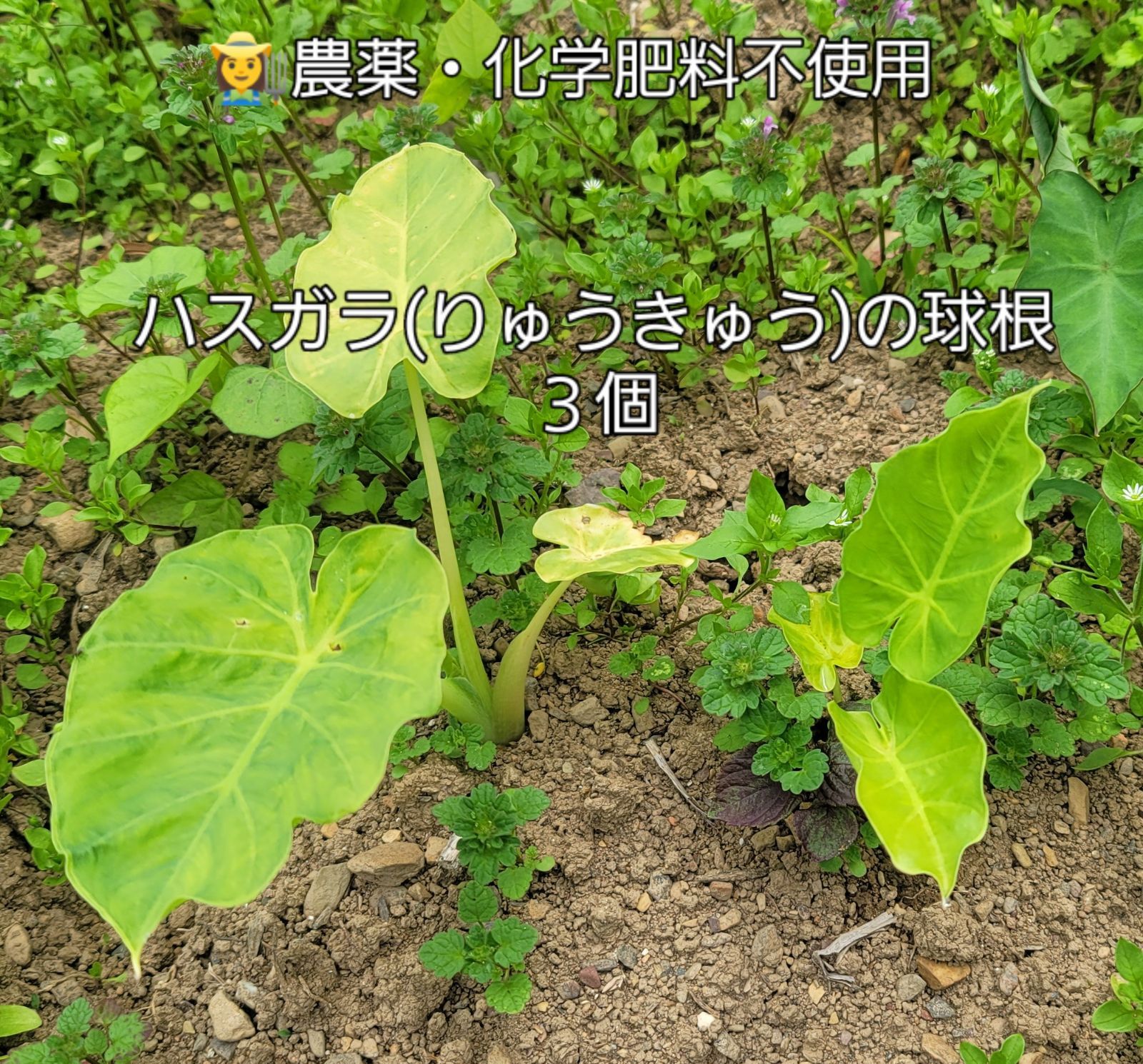 ①農薬・化学肥料不使用 ハスガラ(りゅうきゅう)の球根 ハスイモ苗 3本 ネコポスでお届け - メルカリ