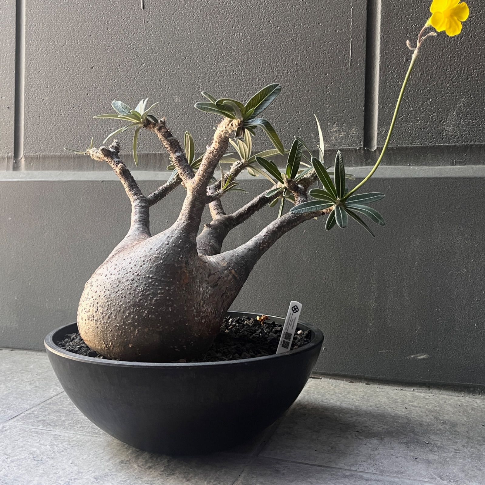 【厳選大株】Pachypodium rosulatum var. gracilius / パキポディウム・グラキリス発根株
