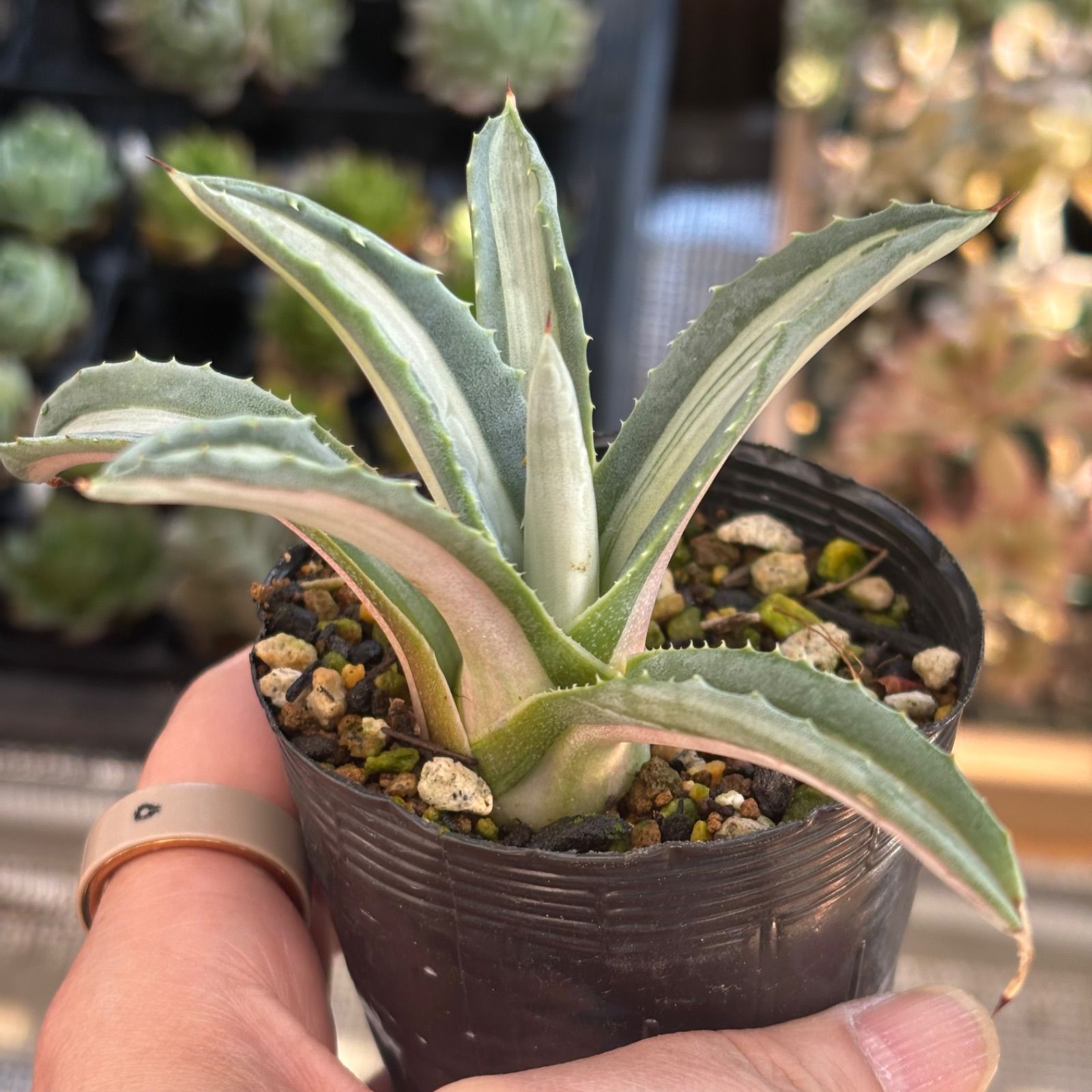 アガベ 抜き苗 華厳 アメリカーナ - | 多肉植物 Yahoo!オークション