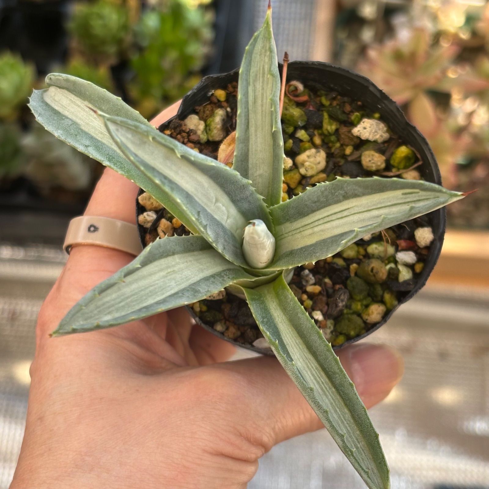 アガベ 抜き苗 華厳 アメリカーナ - | 多肉植物 Yahoo!オークション