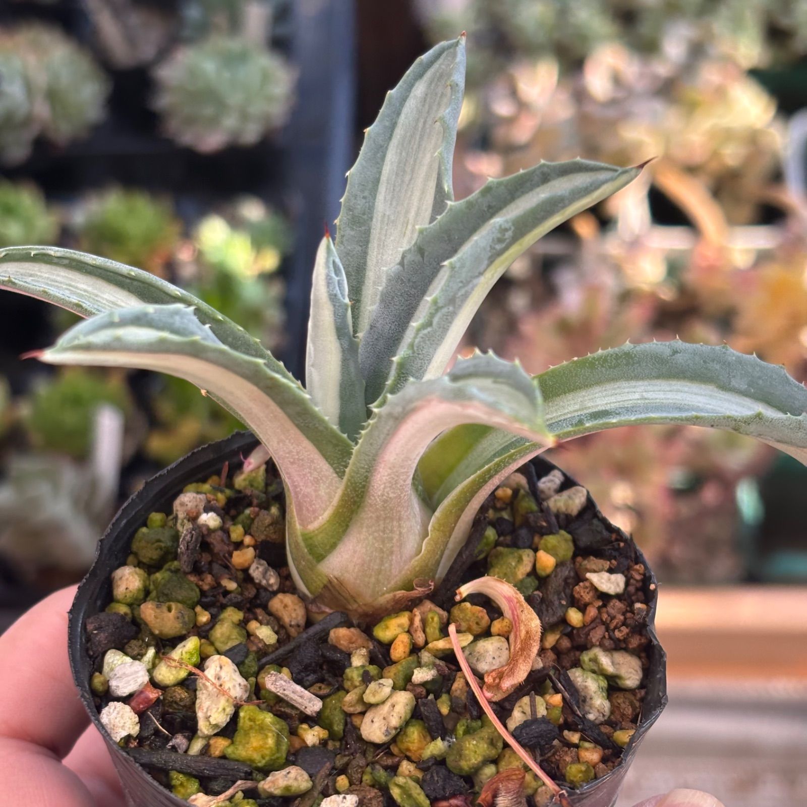 アガベ 抜き苗 華厳 アメリカーナ - | 多肉植物 Yahoo!オークション