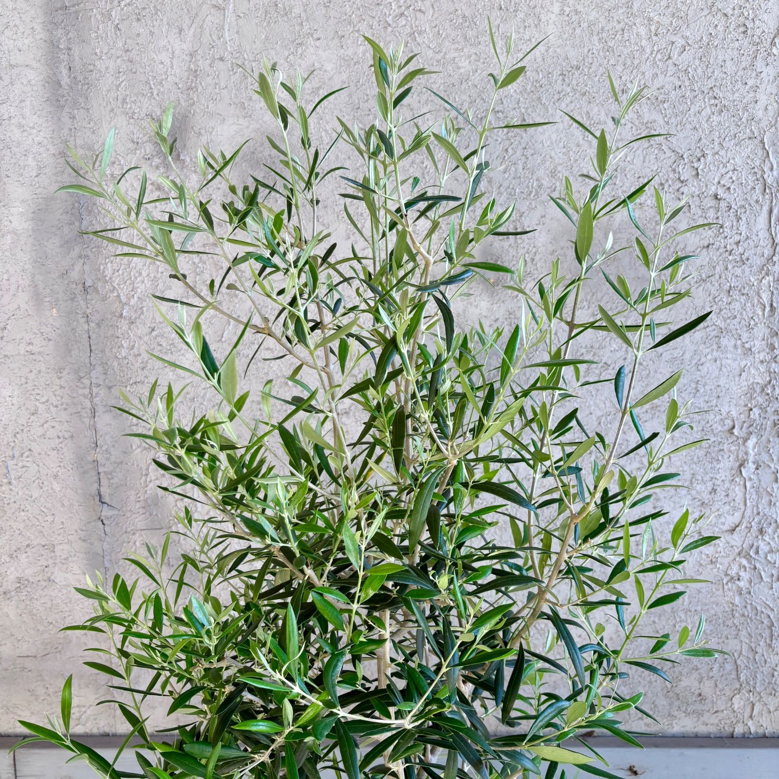 大型 オリーブの木 【シプレッシーノ】 9号 陶器鉢 植え込み発送 大型