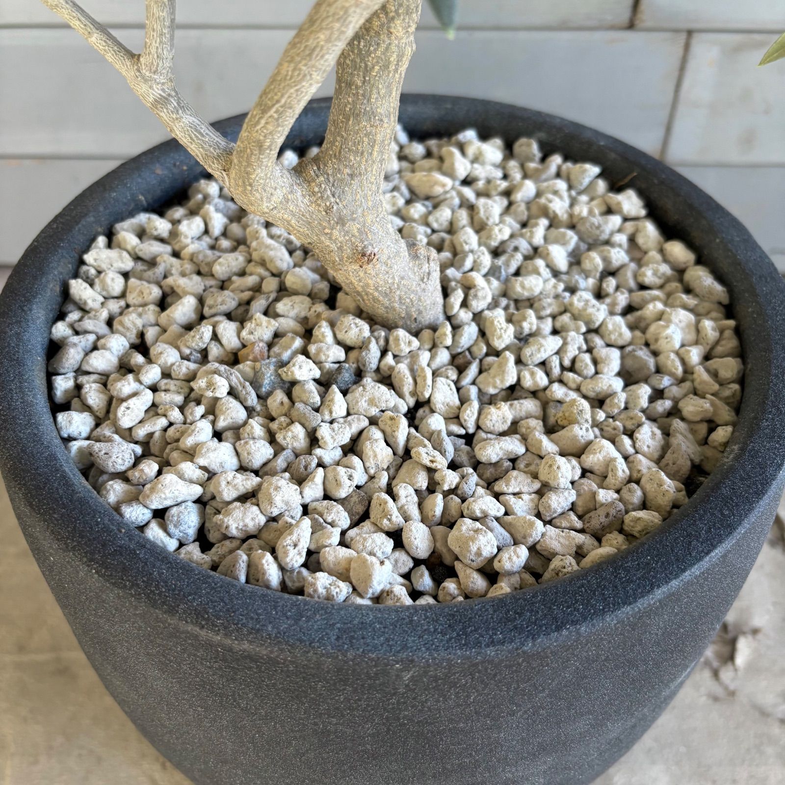 大型　オリーブの木　【シプレッシーノ】　9号　陶器鉢　植え込み発送 大型 オリーブの木 【シプレッシーノ】 9号 陶器鉢 植え込み発送 大型