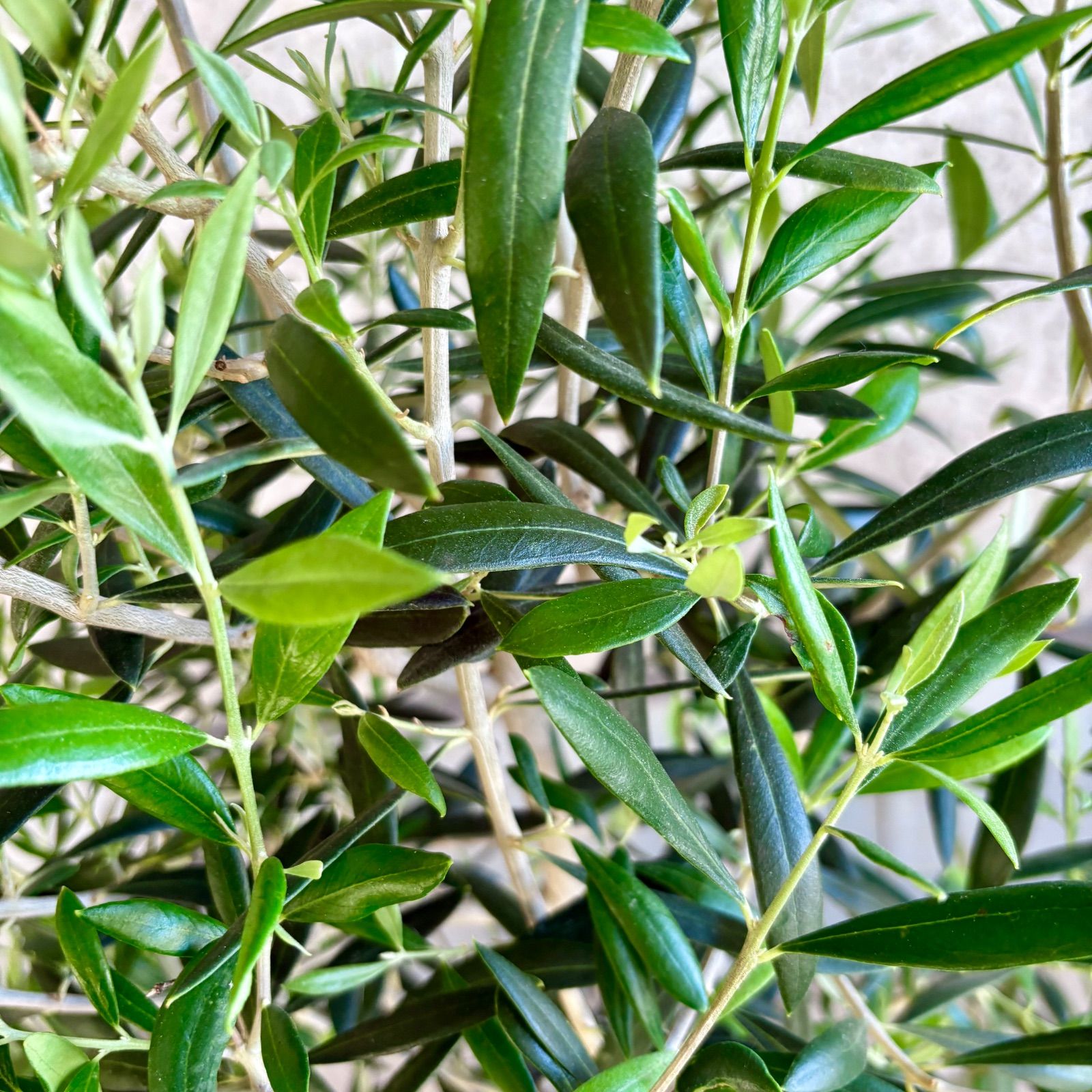 大型 オリーブの木 【シプレッシーノ】 9号 陶器鉢 植え込み発送 大型