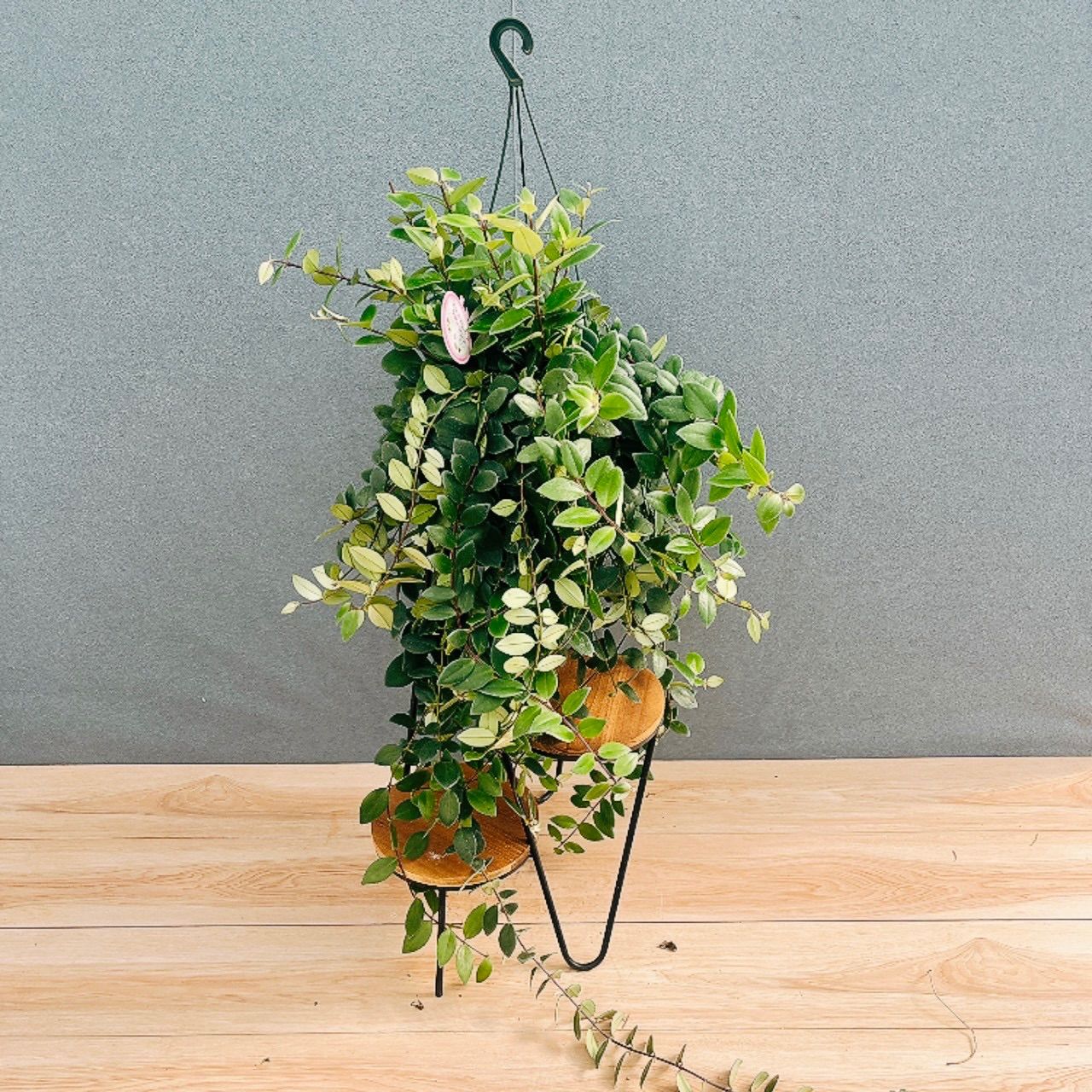 ［現品］25番　エスキナンサス　ラディカンス　5号　観葉植物　室内　吊り下げ　ハンギング　吊り鉢　おしゃれ